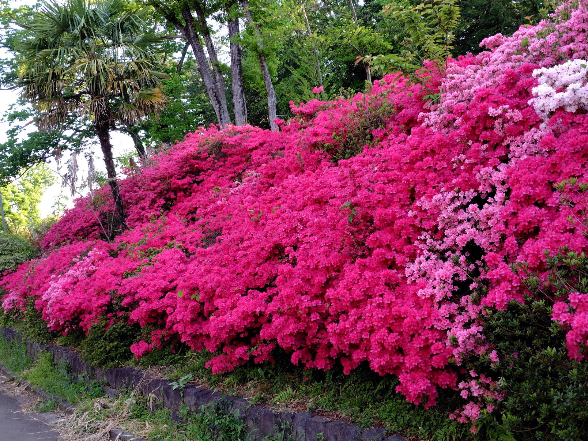 狭山台中央公園、満開