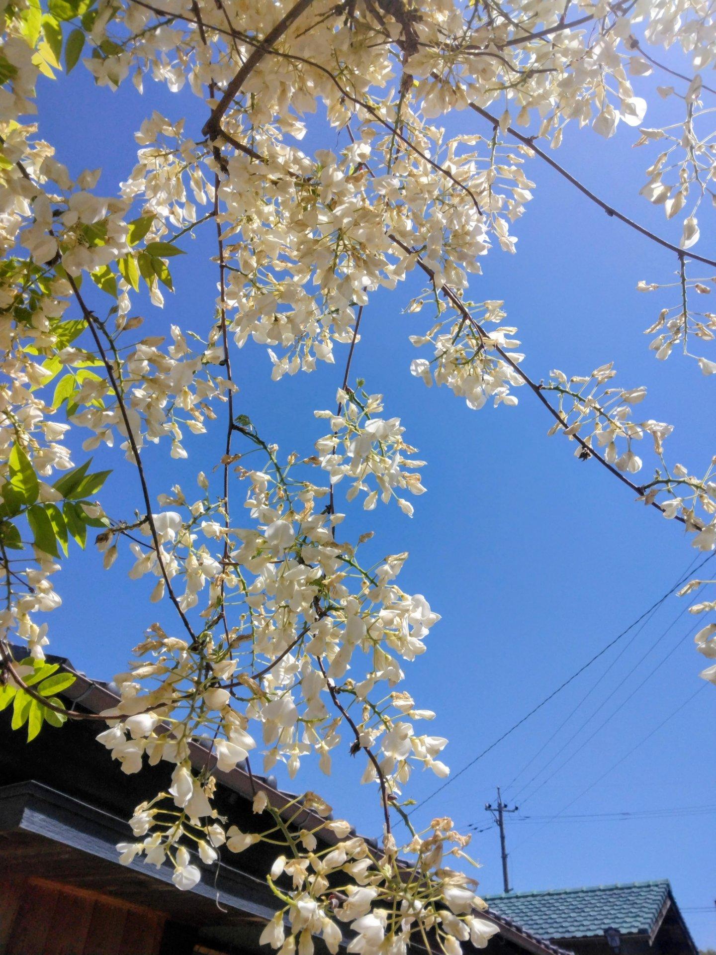 雲の無い快晴☀風強し。松應寺の白藤