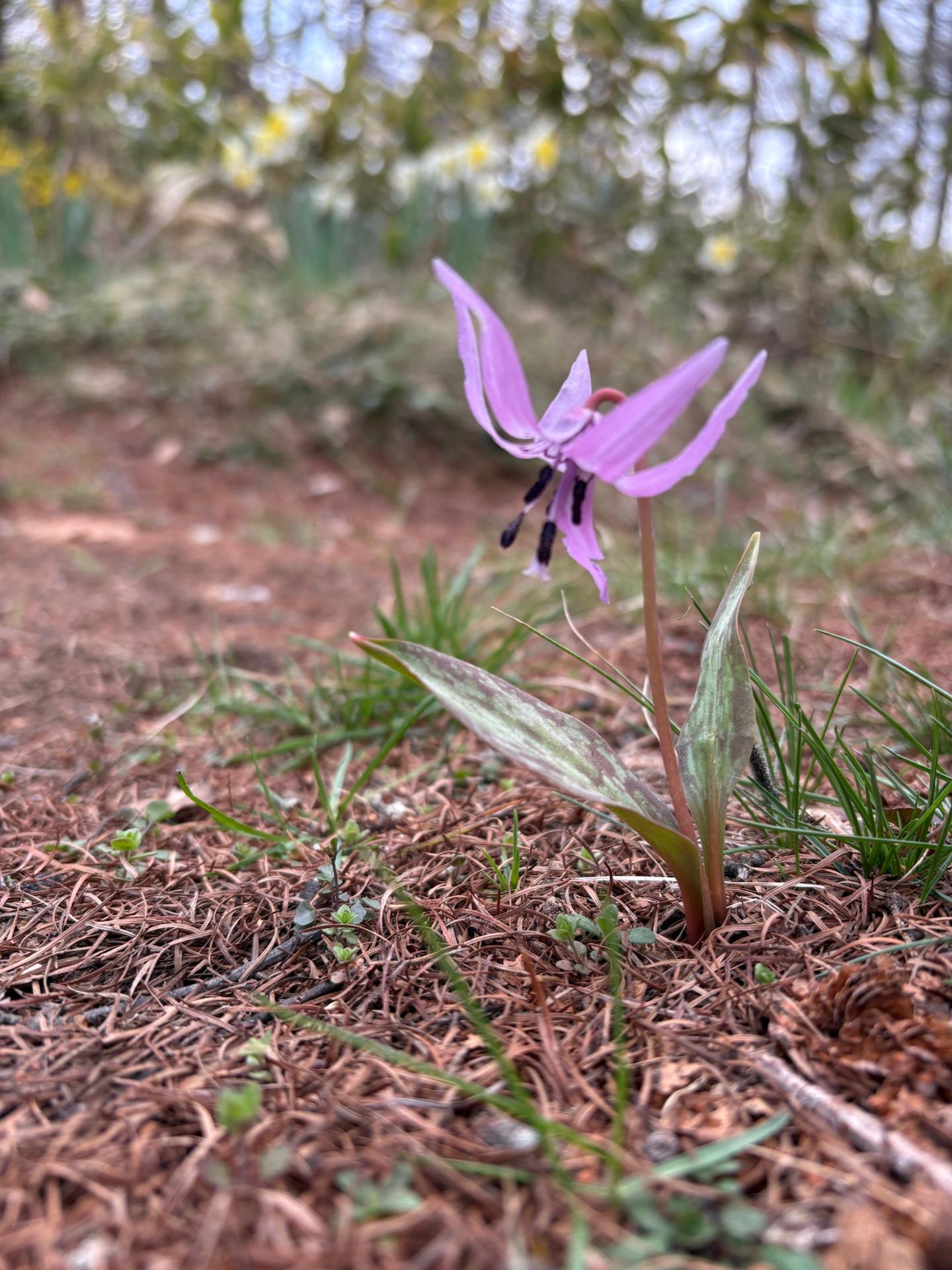 カタクリの花
