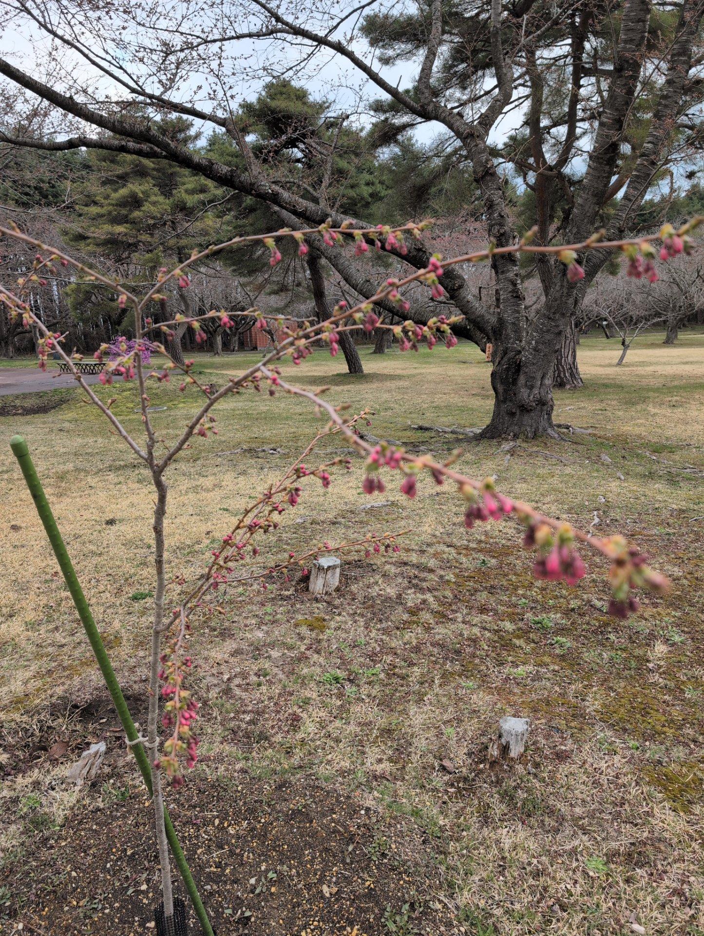 オニウシ公園まもなく開花🌸します