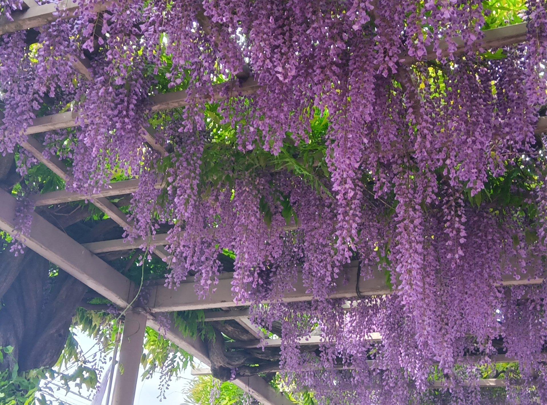 今日、春日部藤まつりに行ったら、藤の花がすごくキレイに咲いてたよ✨春だなーって思って、なんか癒された😊