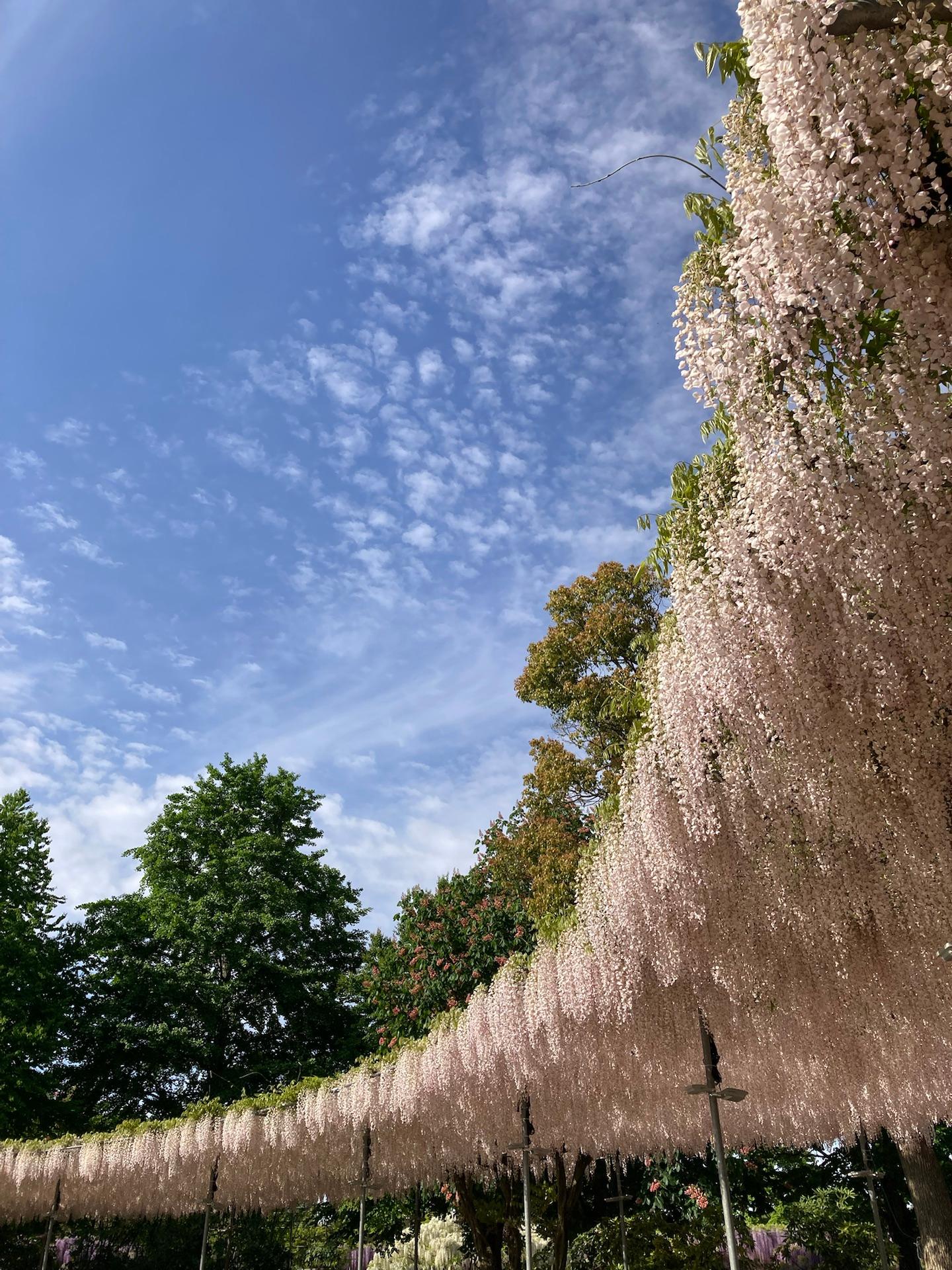 雲もありますが風もなく気持ちよく晴れてます☀