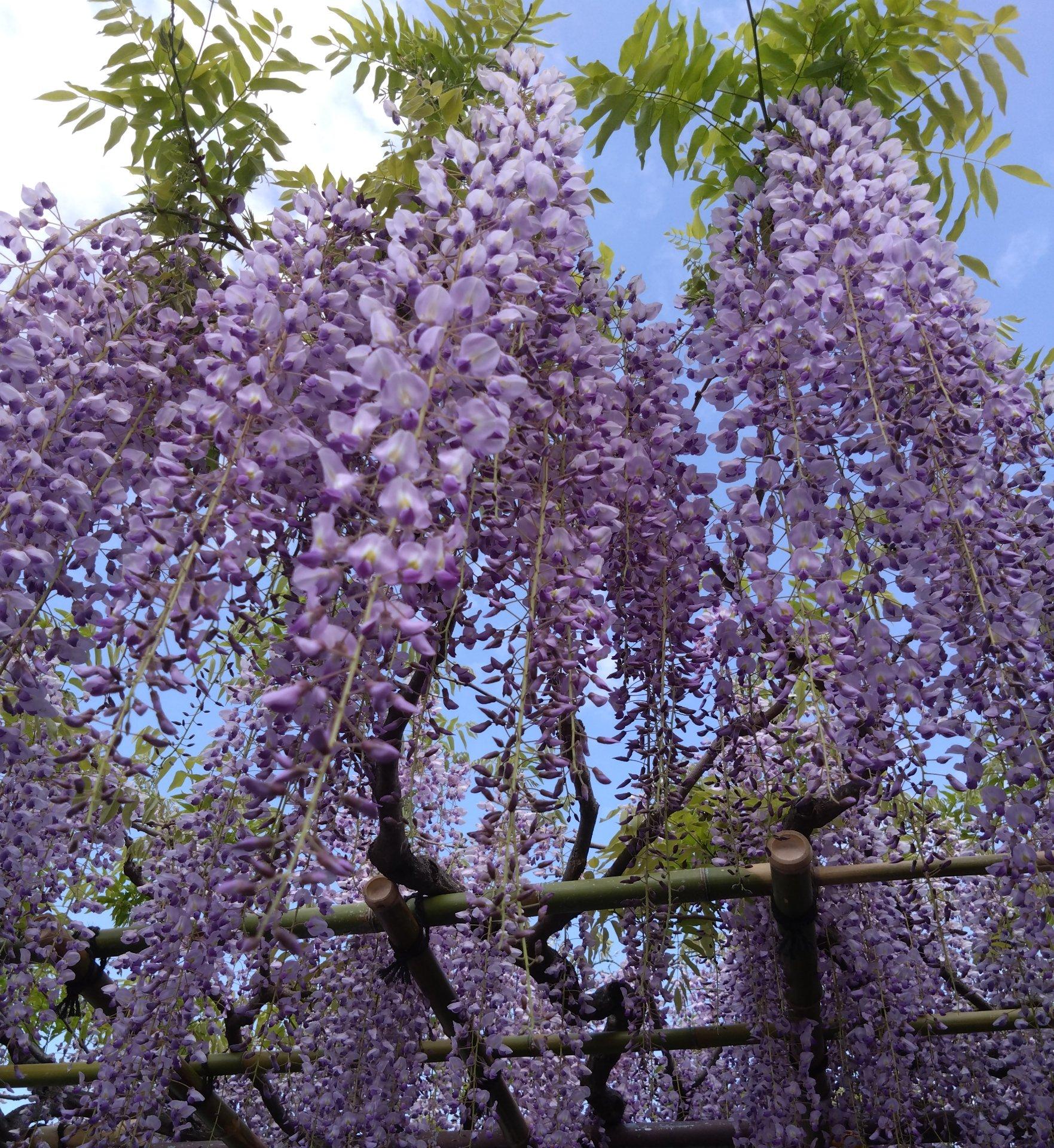 藤の花、きれいだったなぁ