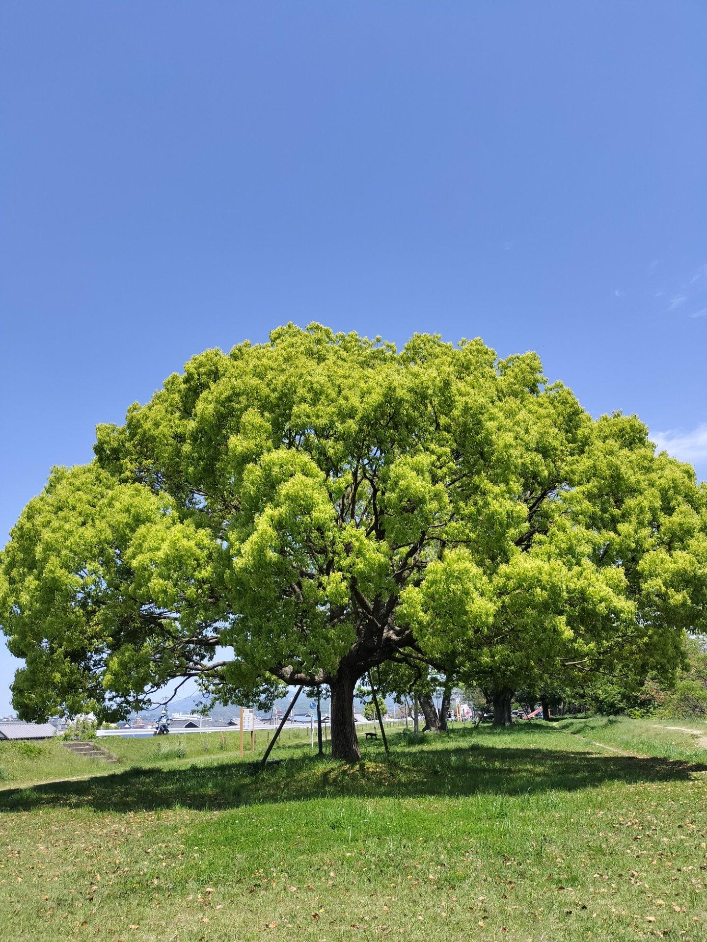 石手川公園