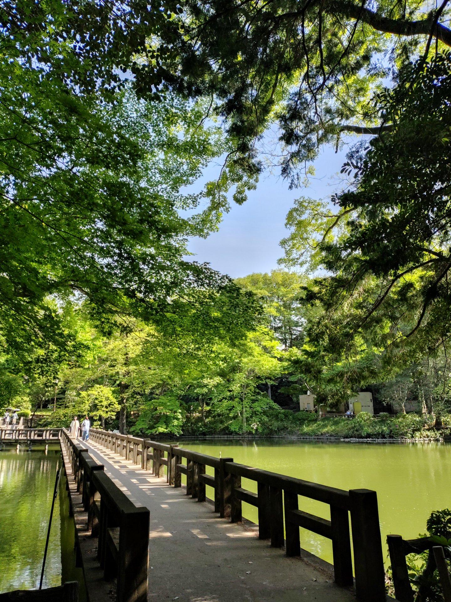 午後は快晴。初夏の陽気。井の頭公園は新緑。木陰は風が気持ちいいです。