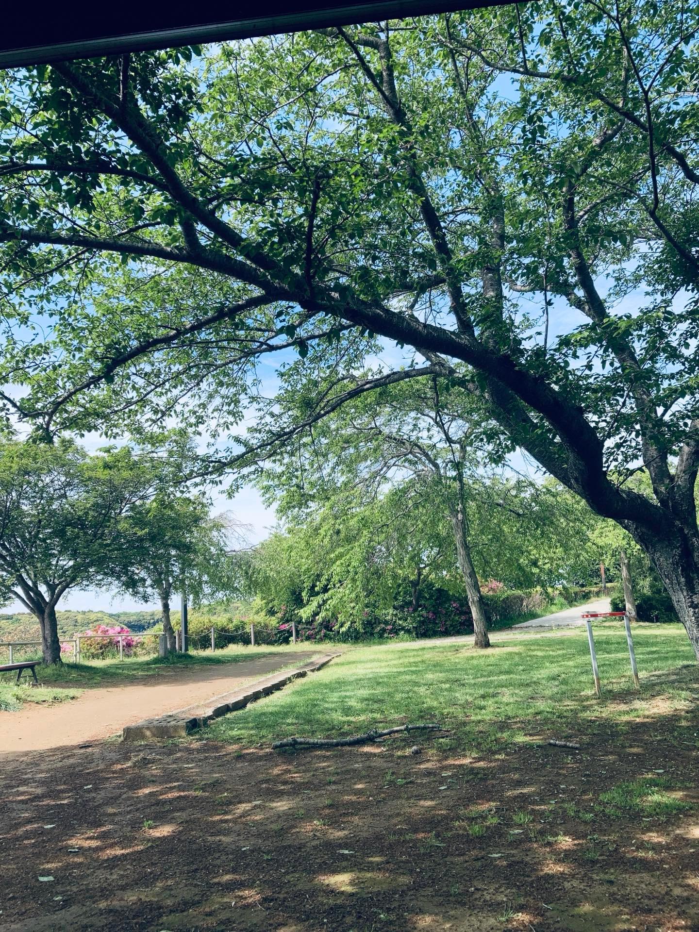 4月ぐらいは桜が満開していたけど、もう全て、落ちゃって、あっというまに、枯れて、ほぼ、葉桜に、なっちゃいました。