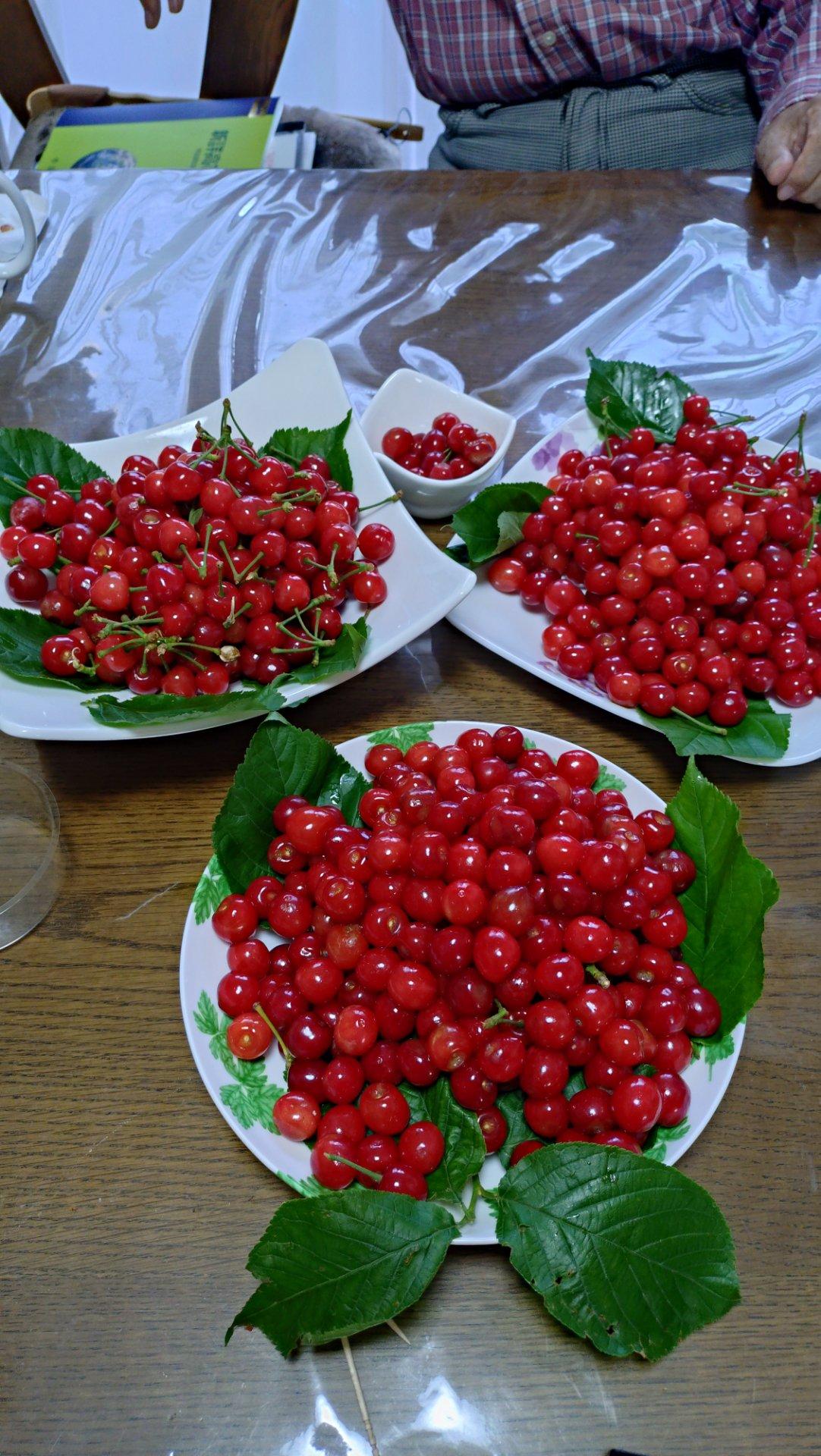 マンションのバルコニーで収穫した　大量のさくらんぼ🍒　あま〜い