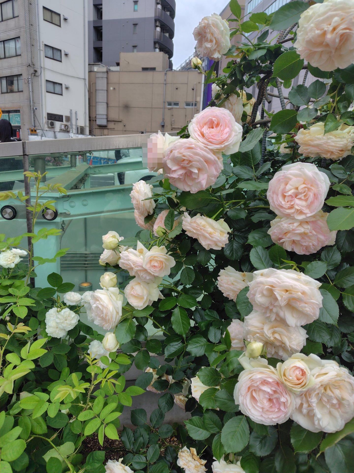 大塚バラ祭り🌹
