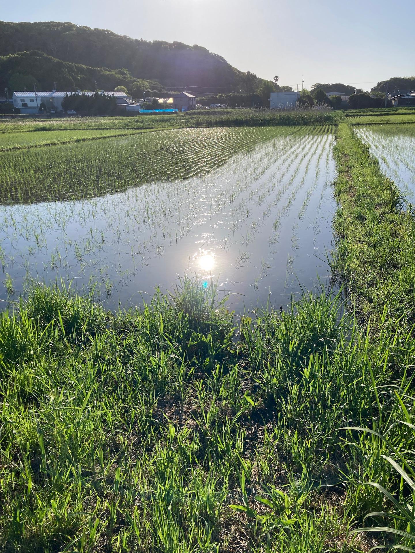 日中は鶯や雲雀、夜は蛙の鳴き声に癒されています。田の水面を吹く風は爽やか。自然は最高。