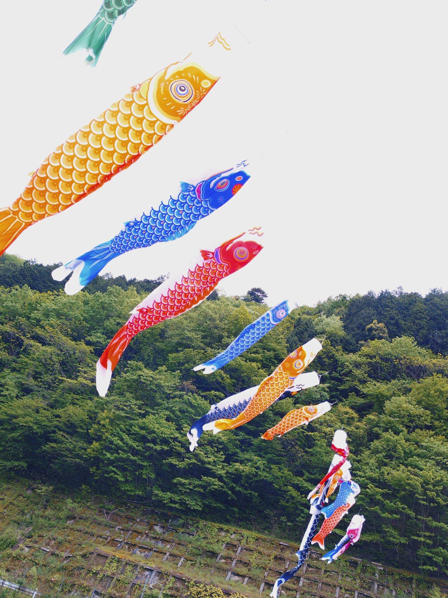 自分が思ってるよりもこいのぼり🎏好きだと気付いてしまった⋯。