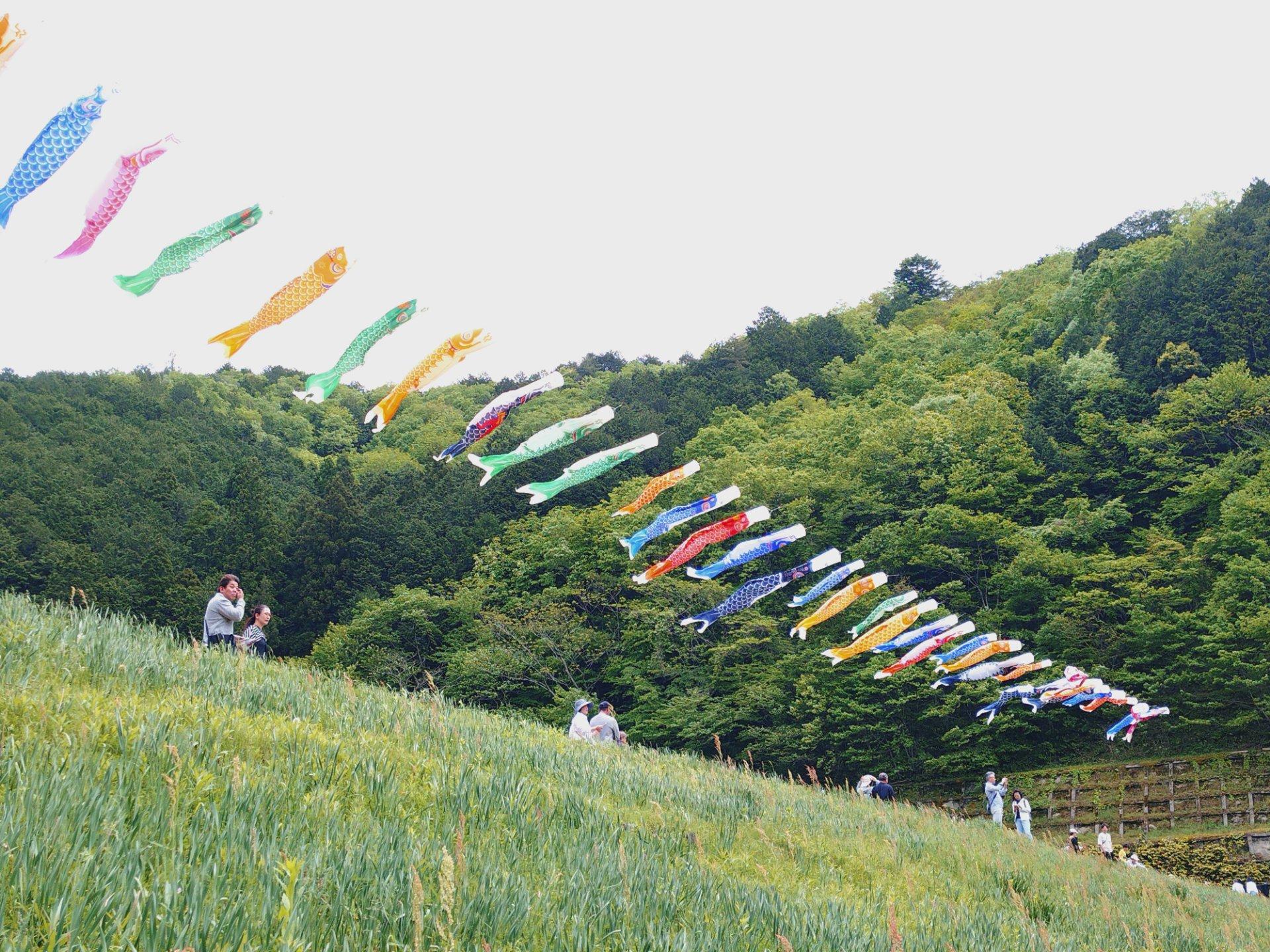 藤公園こいのぼりも沢山おるで。さよなら、また来年。は〜今から駅までまた1時間40分歩く！！😭