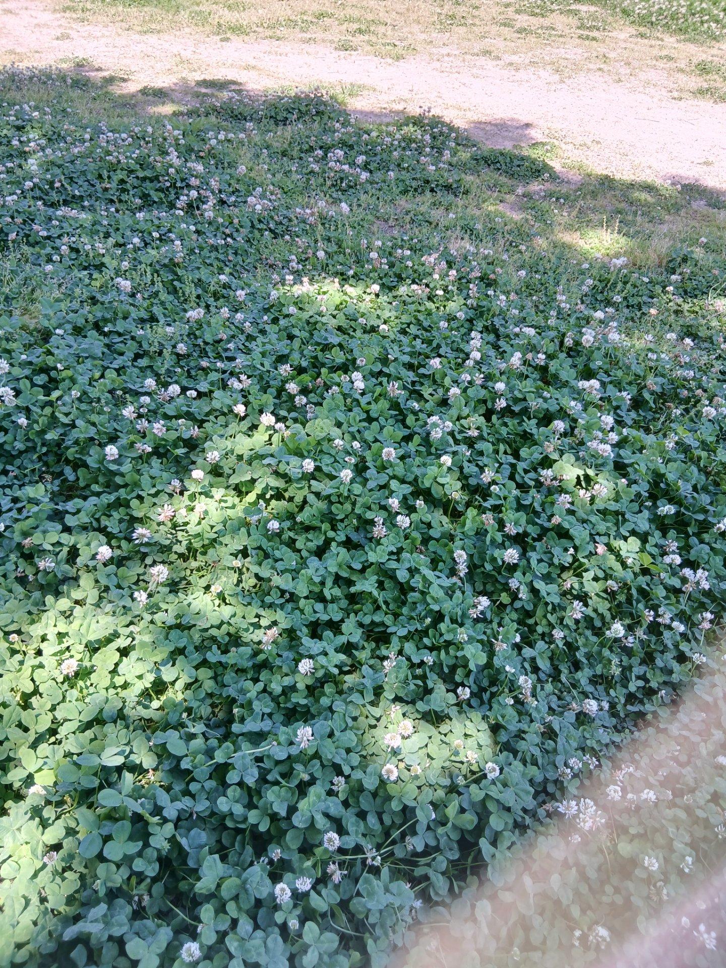 一面、クローバー🍀です