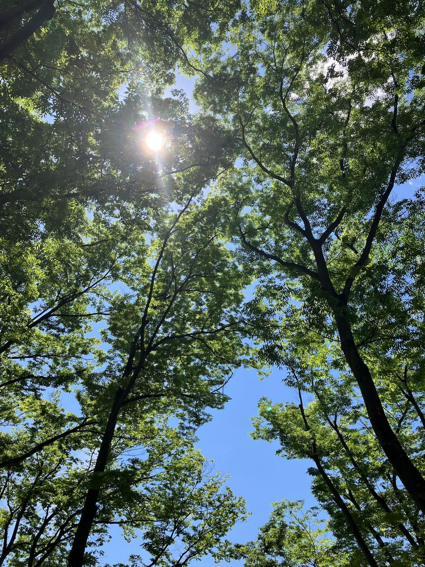 木漏れ日の元でゆっくり過ごすのに最適な日