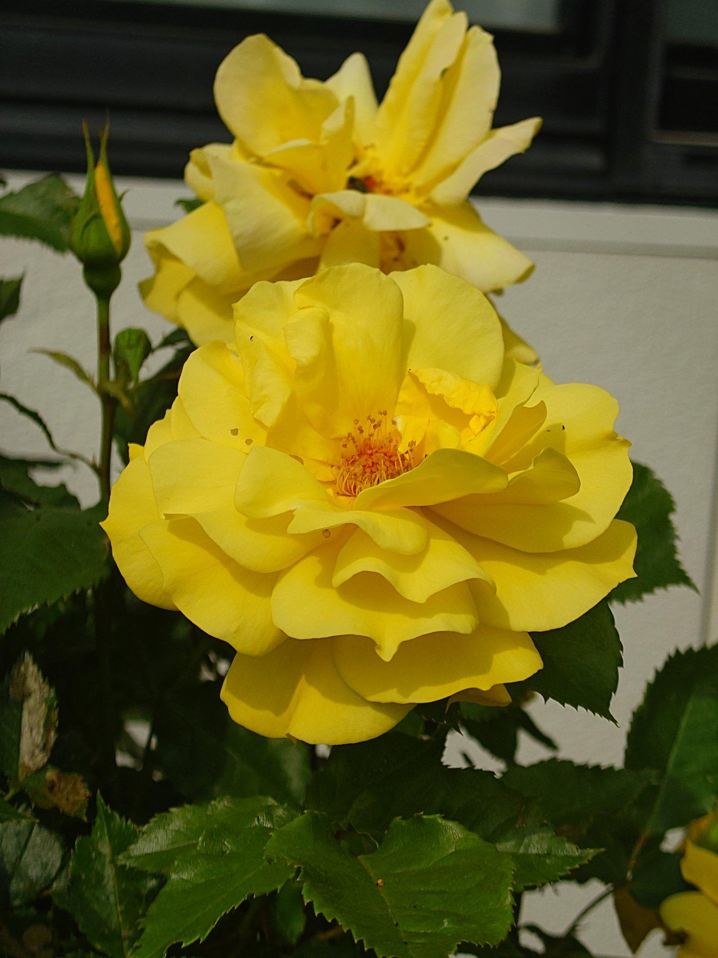 黄色の薔薇