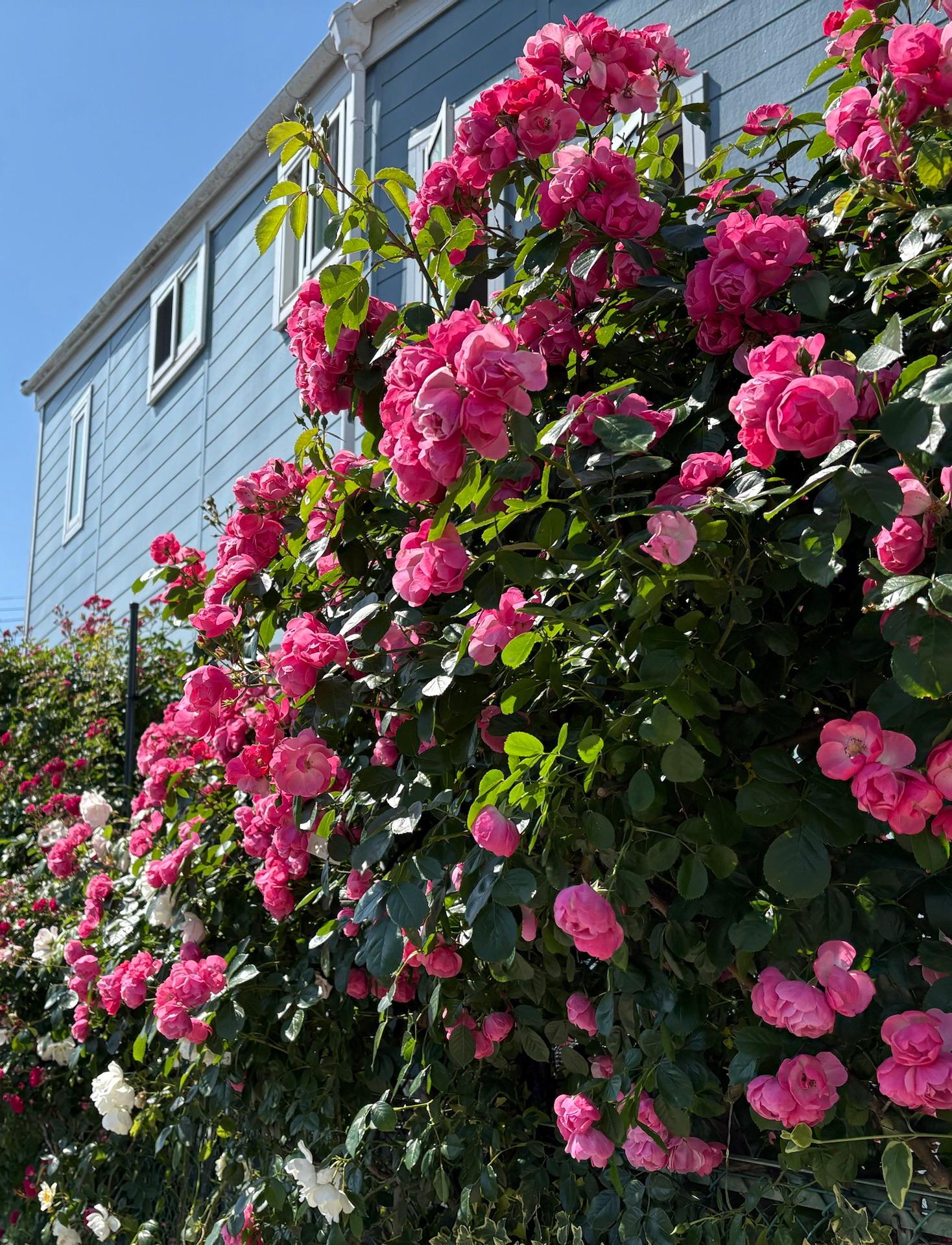 境川沿いの薔薇