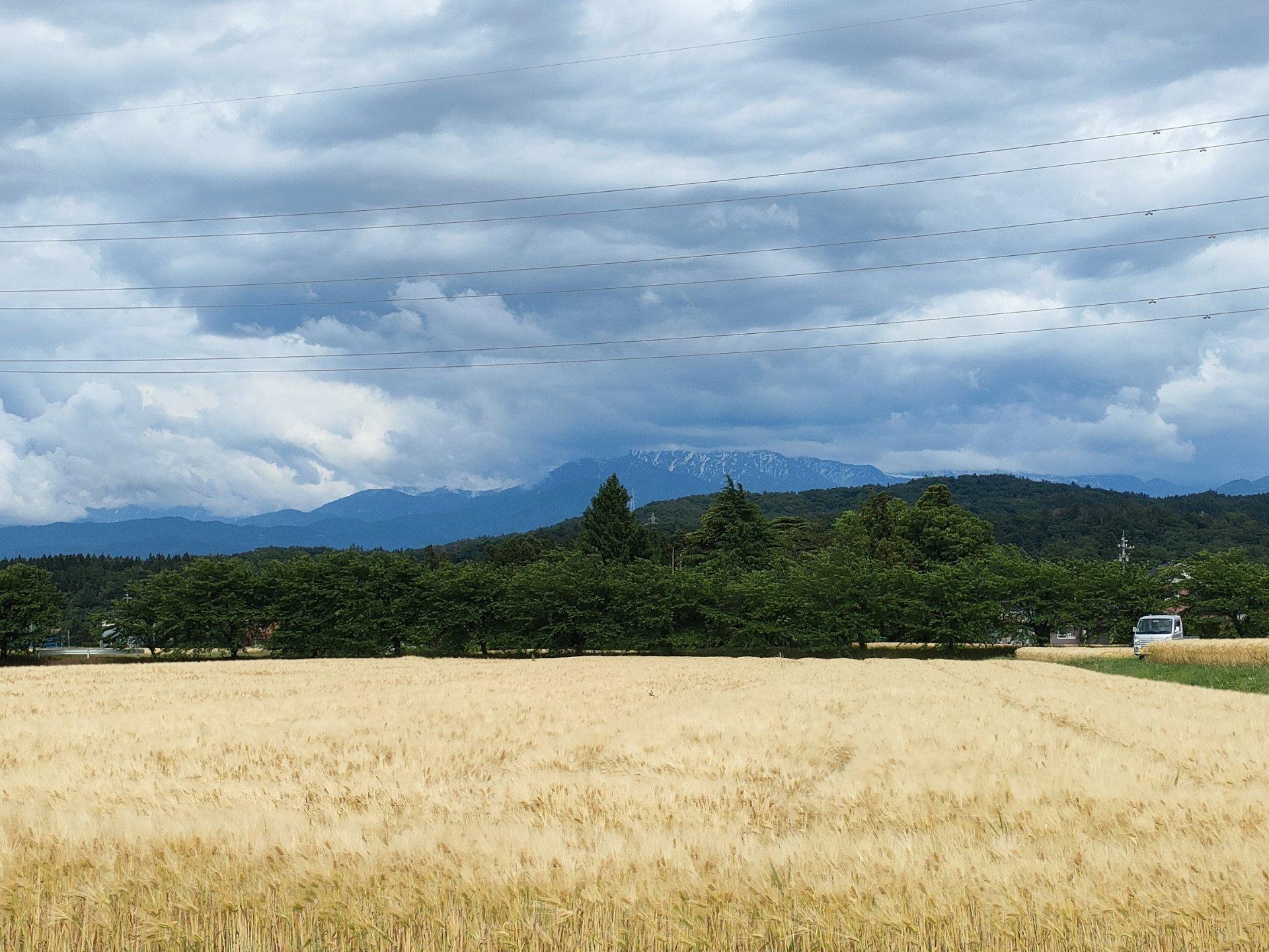 立山の頂きは雲の中です麦秋が揺れています