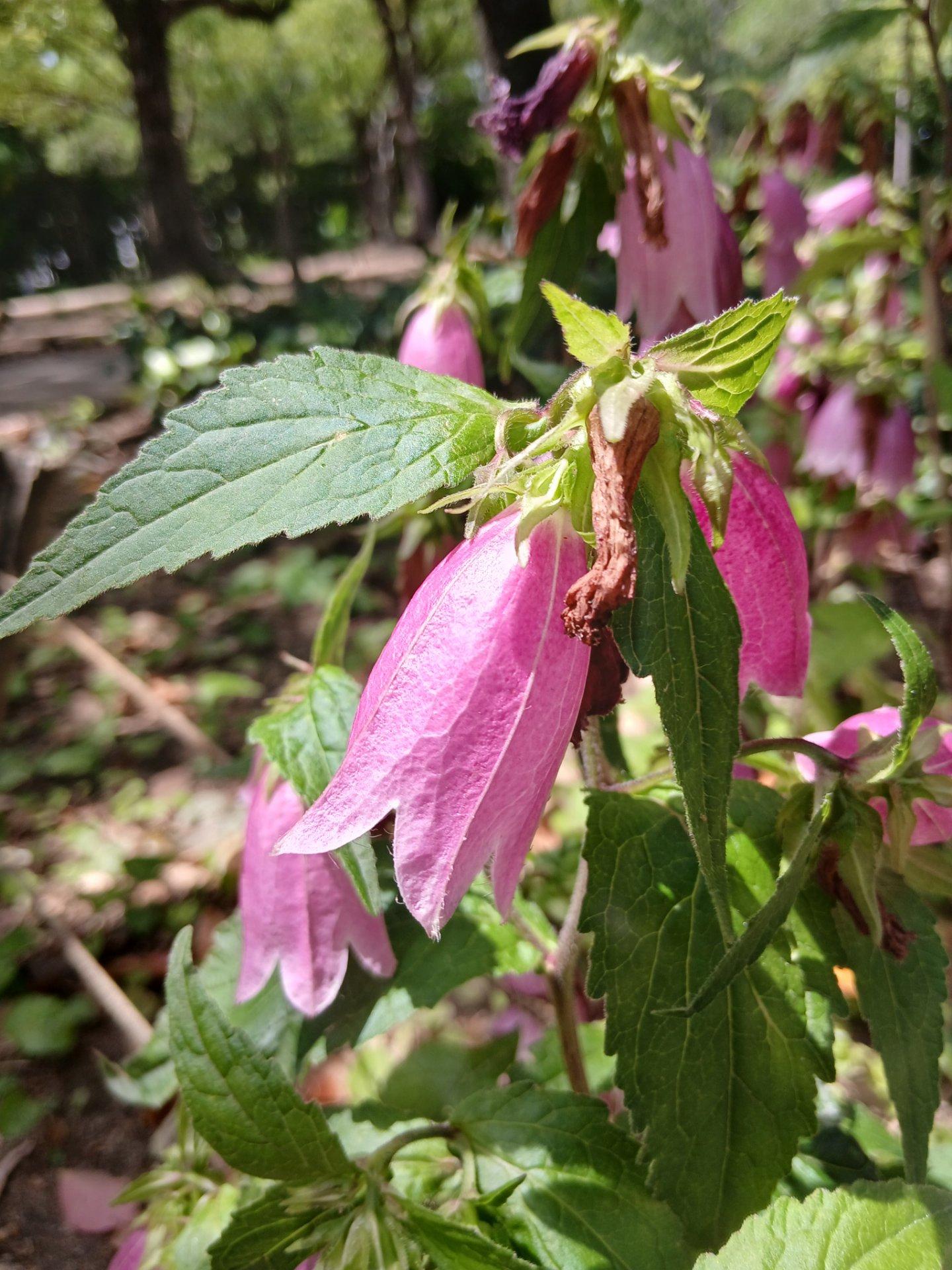 近松公園内で、おもしろい花を見つけました名前はホタルブクロという様です