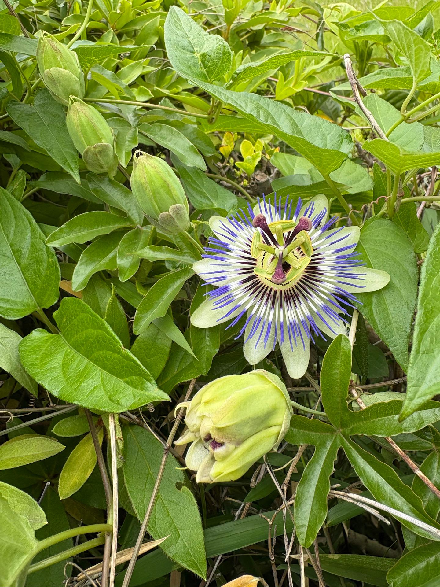トケイソウの花を見付けた！同じ場所で、20年振りくらい😆