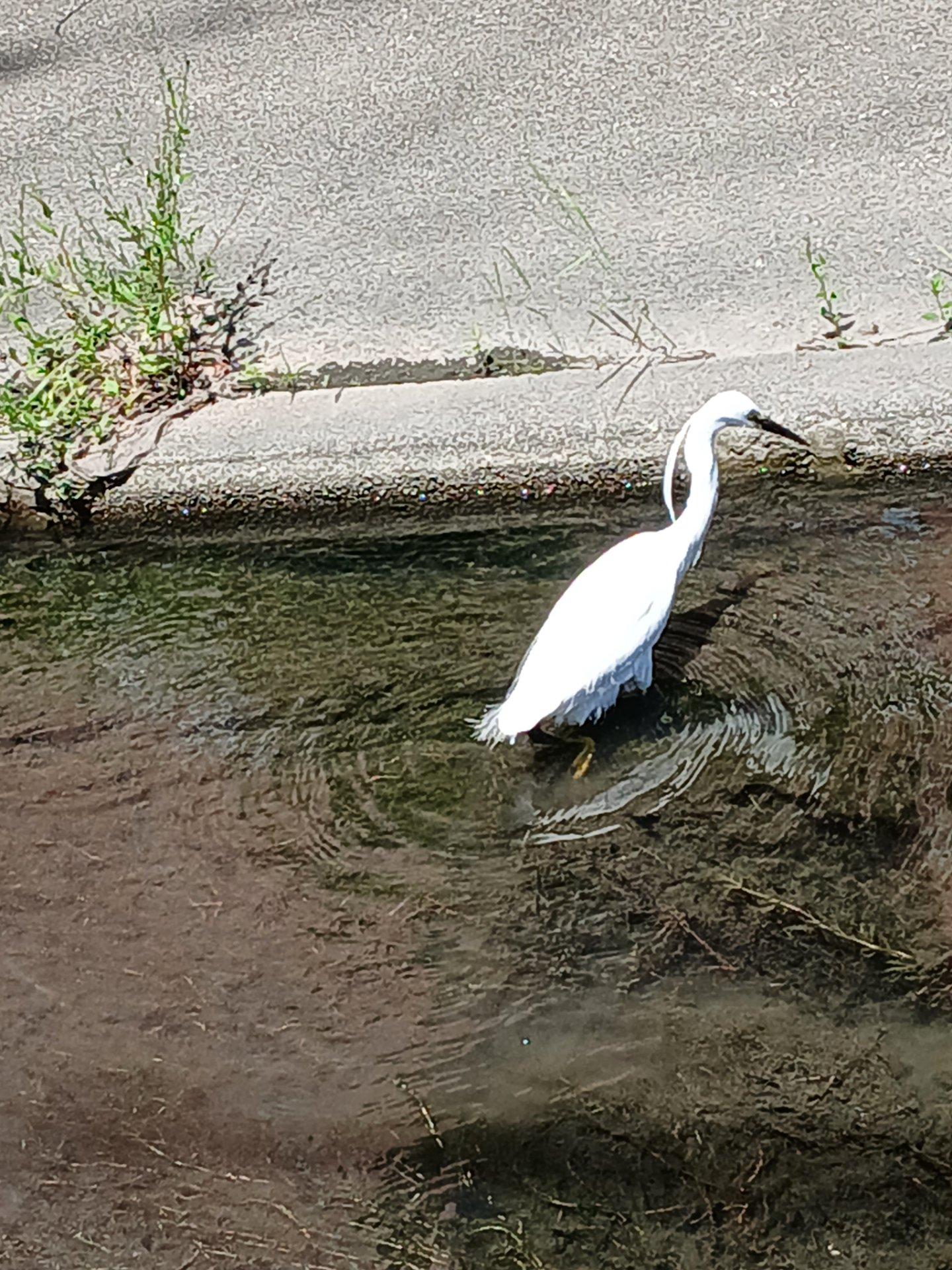 小魚を狙って、サギ？がうろちょろしています