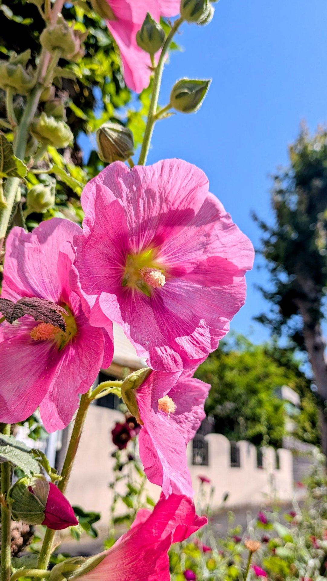 快晴、微風、カラッとしてる２４℃日差しが強い　帽子があるといいなぁ