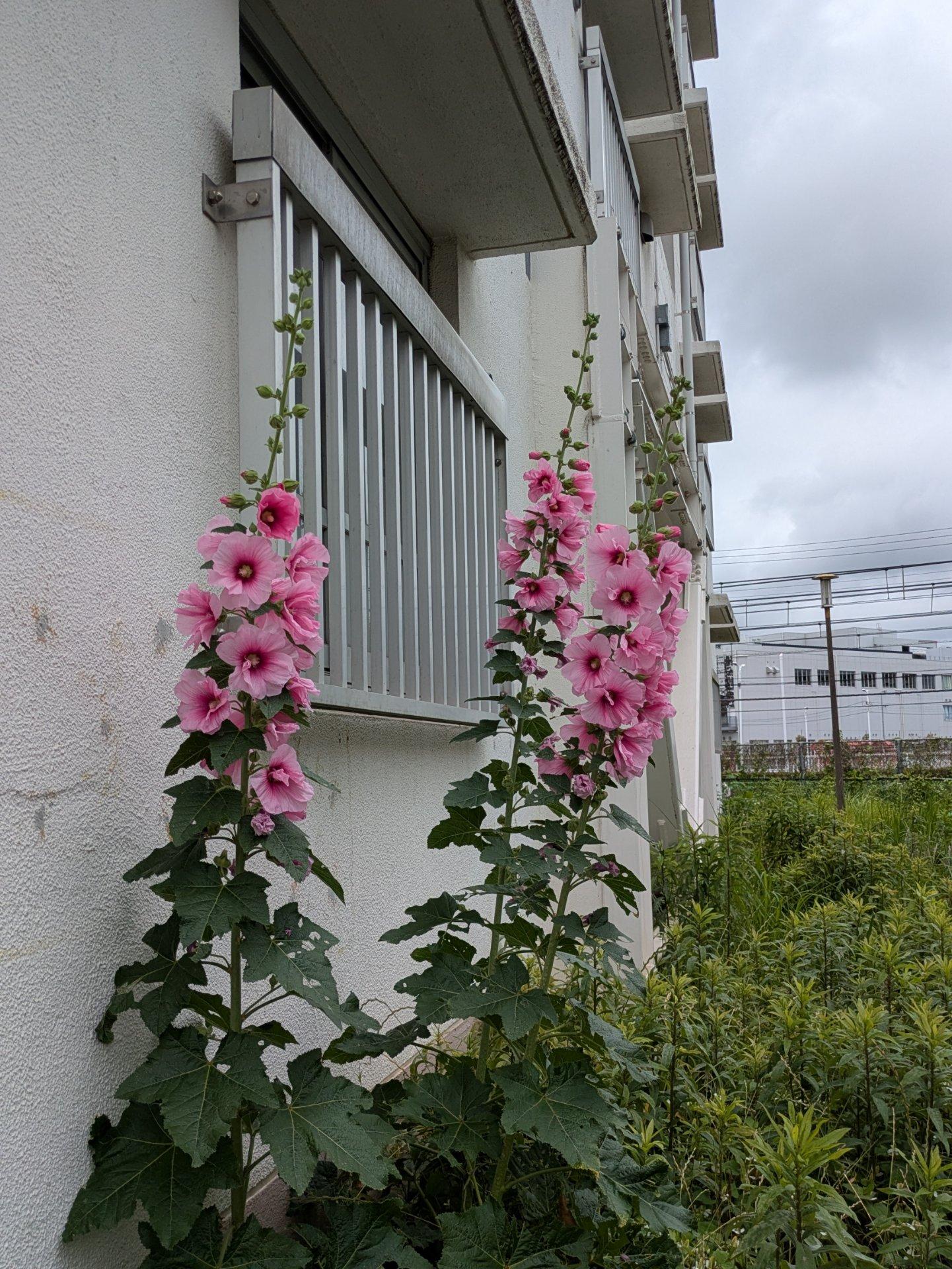 タチアオイがぐんぐん育っていました！一番上の花が咲くと梅雨明けすると言われています☔🌞