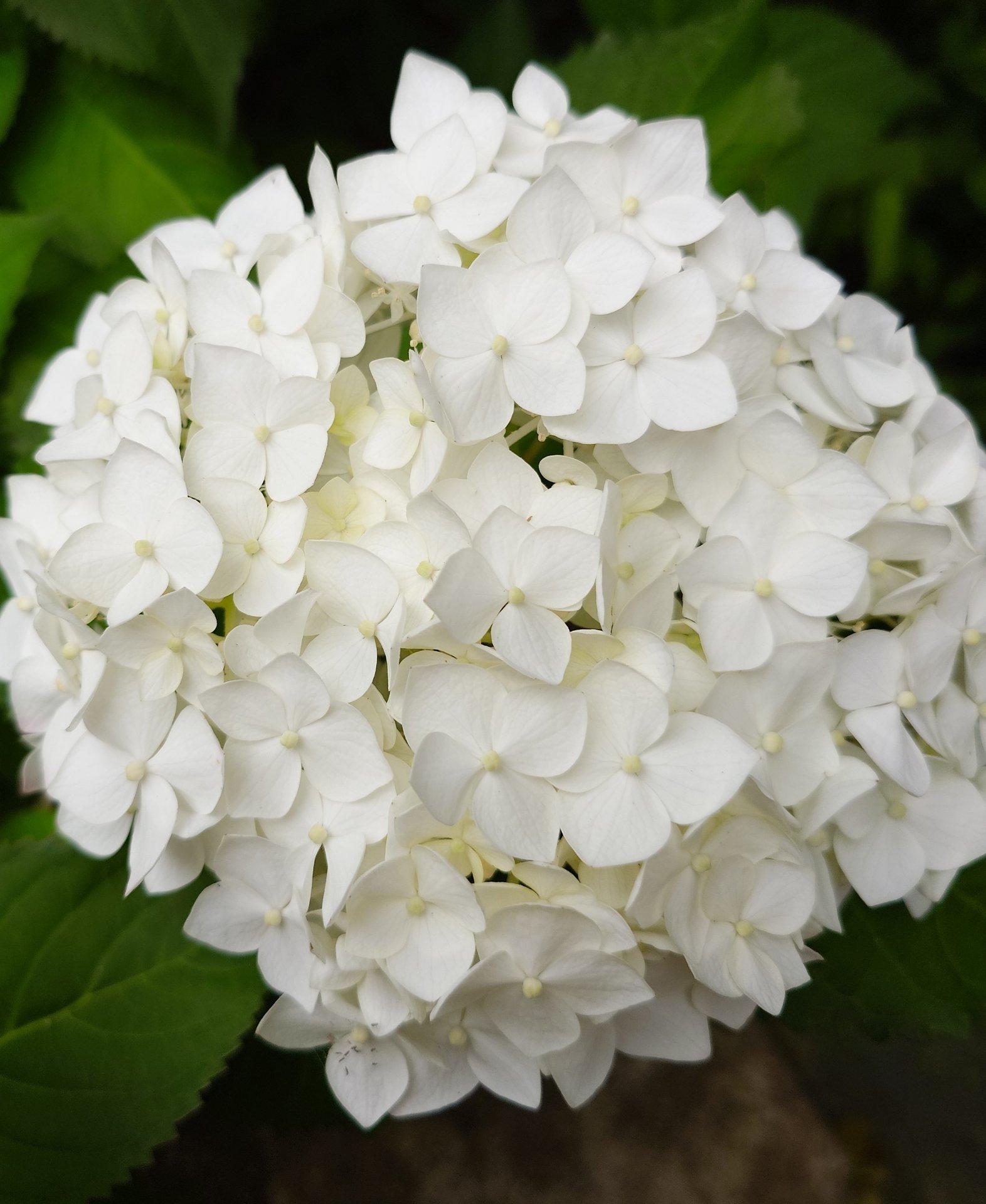 白の紫陽花、やがてうすいピンク色に変わります。