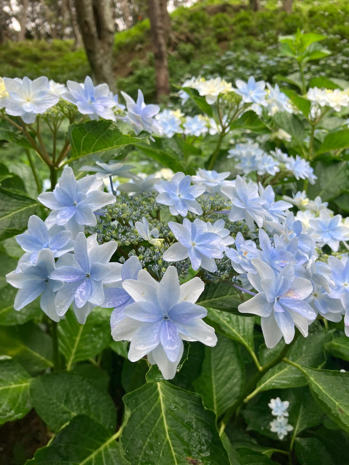 雨だけど紫陽花が綺麗でした