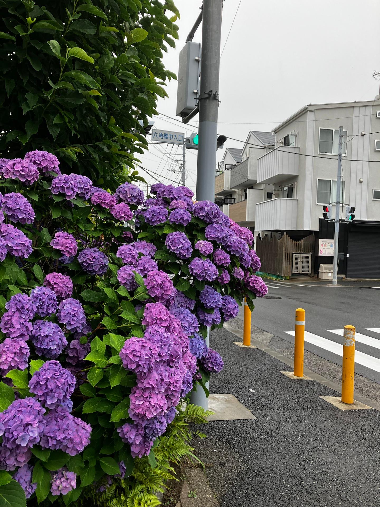 紫陽花が綺麗だったのでつい　☂️雨はパラパラ風が無く蒸暑いですね