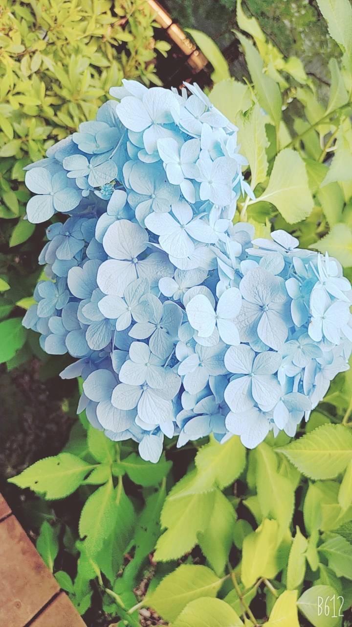 ハートの形をした紫陽花がありました.ᐟ‪.ᐟ‪