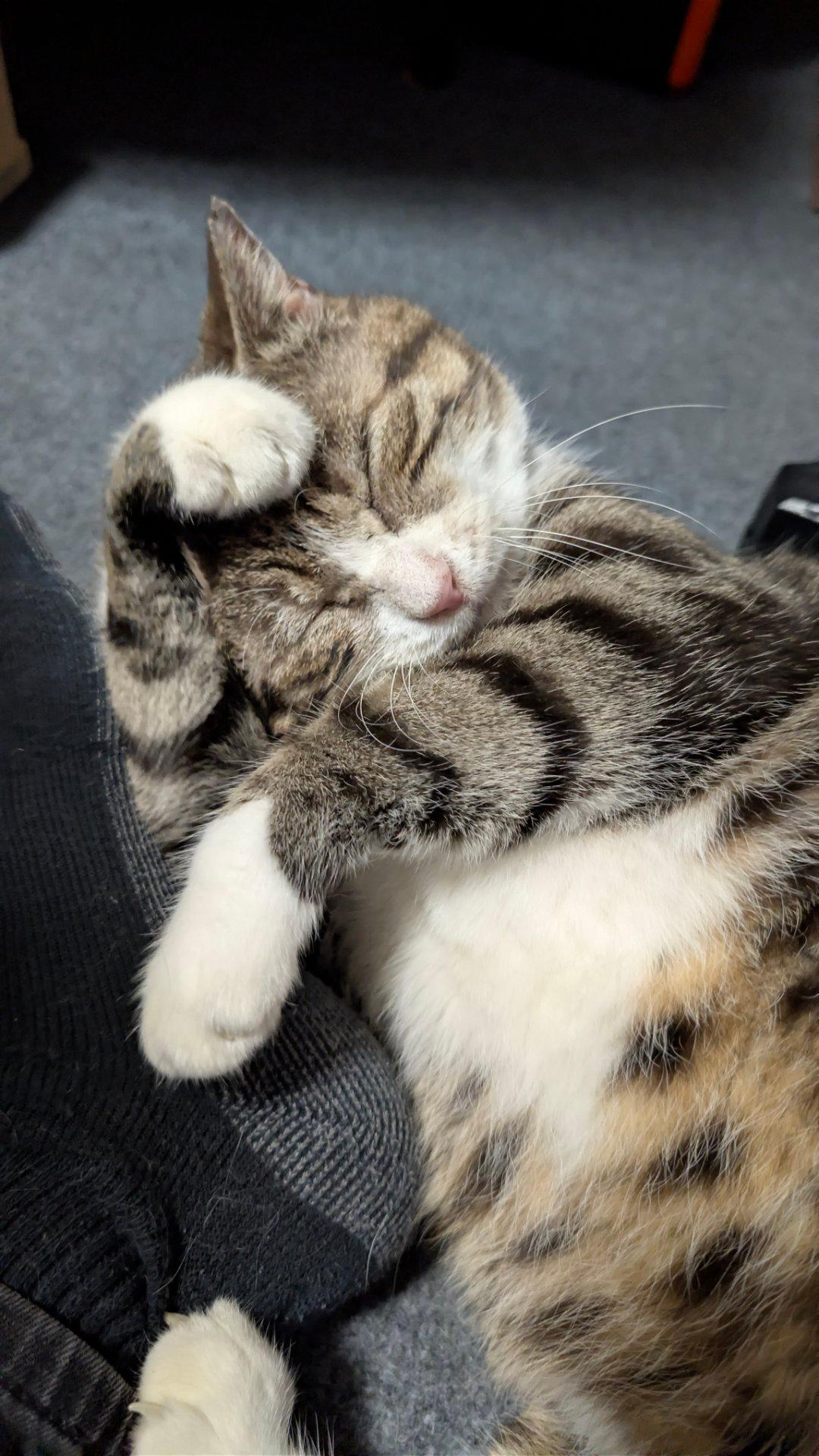 たいふー怖いよー