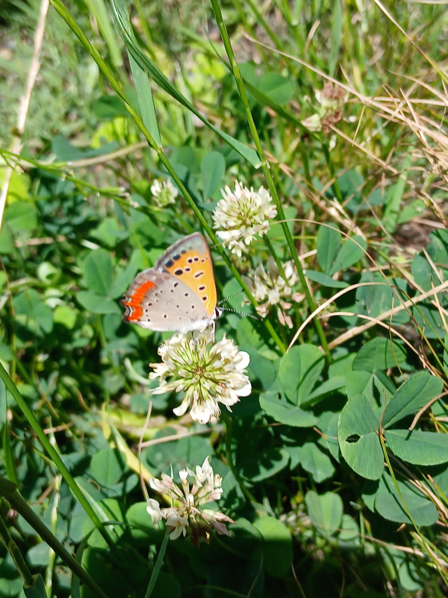 久しぶりの晴天、チョウが楽しそうに花の蜜を吸いにやってきています