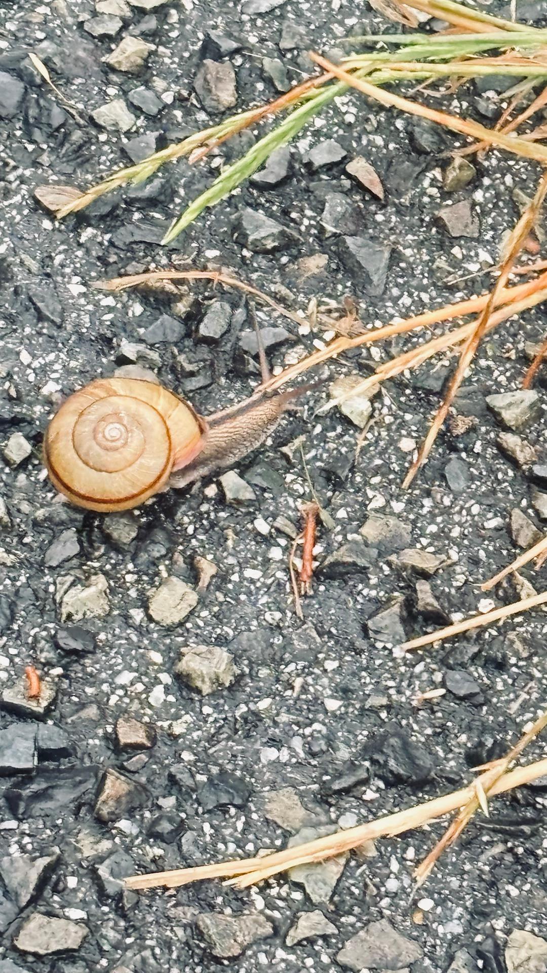 今朝ウォーキング中にウォーキング中のカタツムリなの