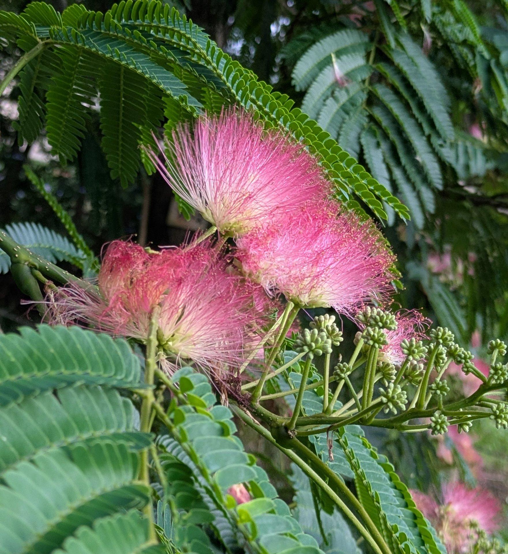 合歓の木の花が咲くと、夏が来ると感じる