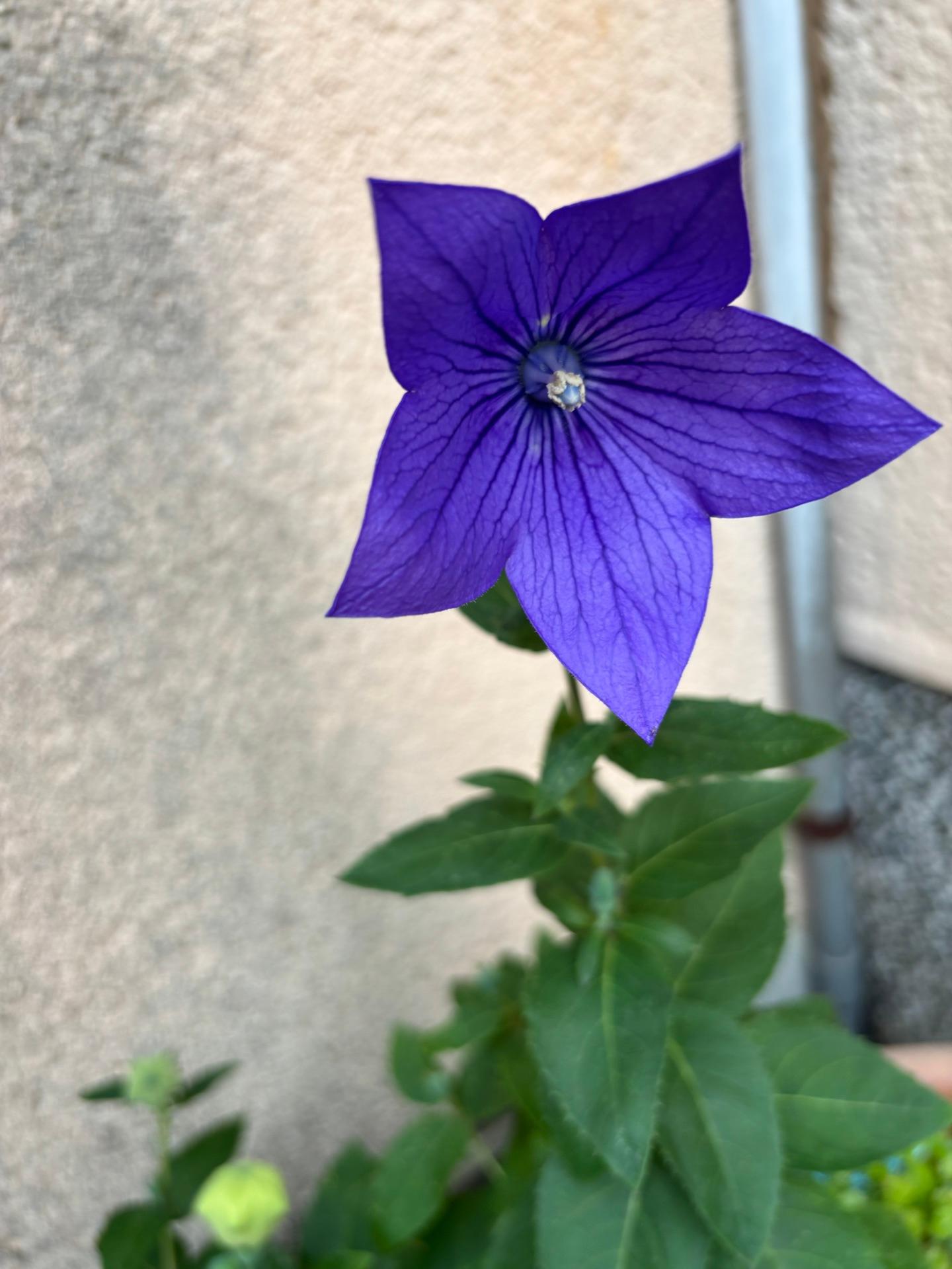 桔梗が咲きました。