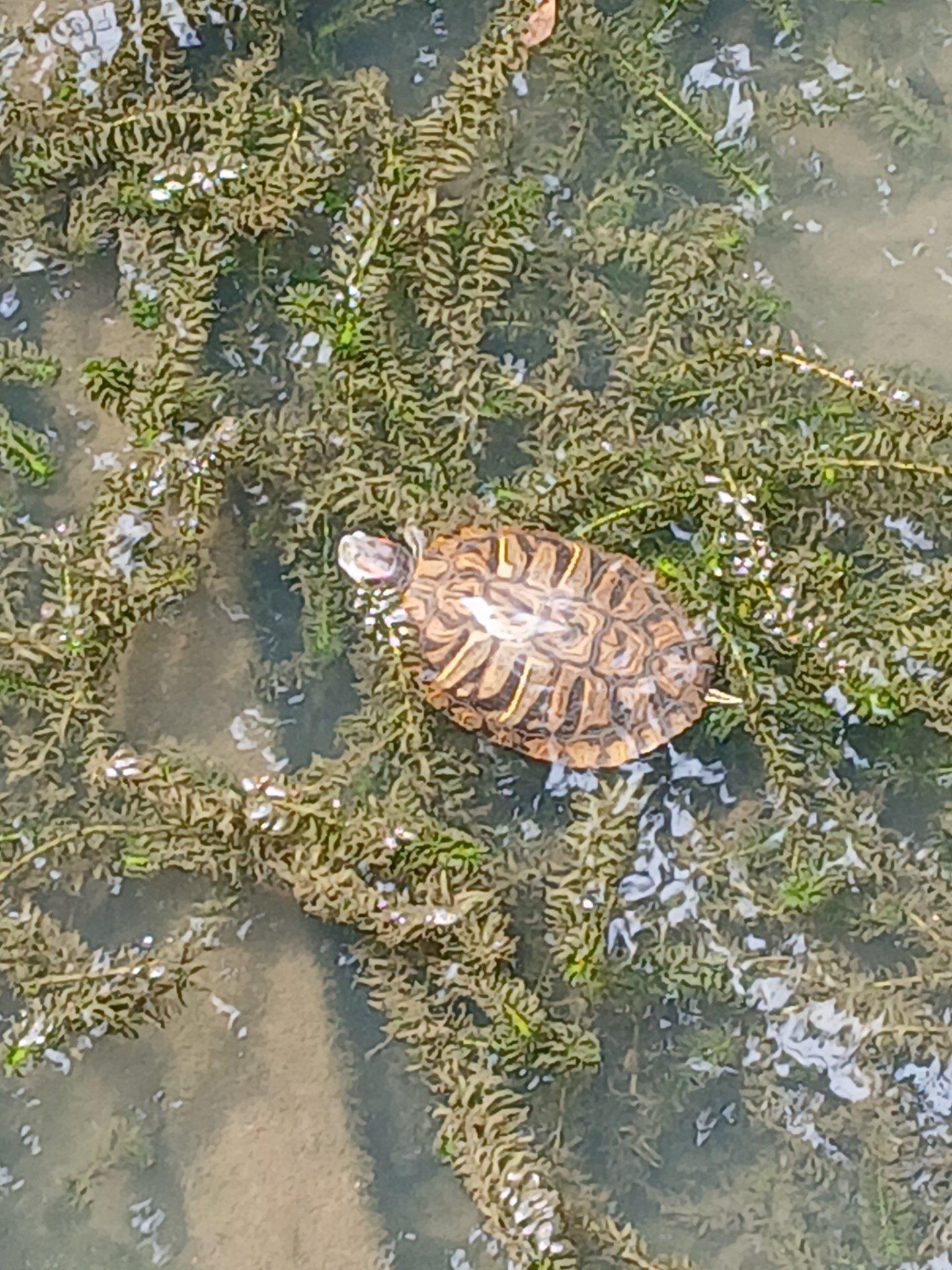 幅１mもない、汚れた川に、外来種の大きな亀🐢がいたら、小魚は直ぐに食べられてしまう
