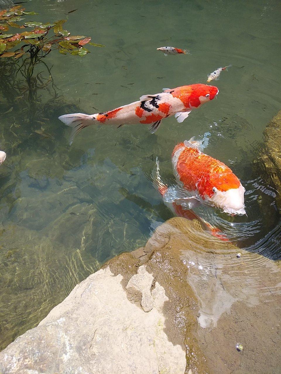 池の鯉だよ