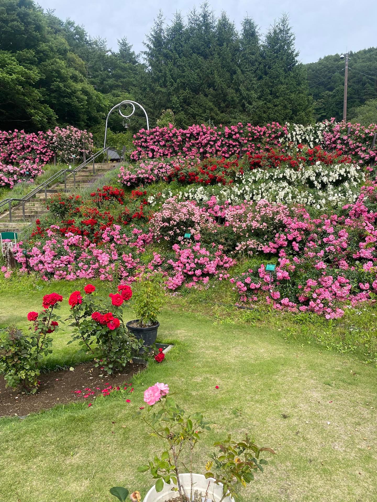 バラもそろそろ終わりかな