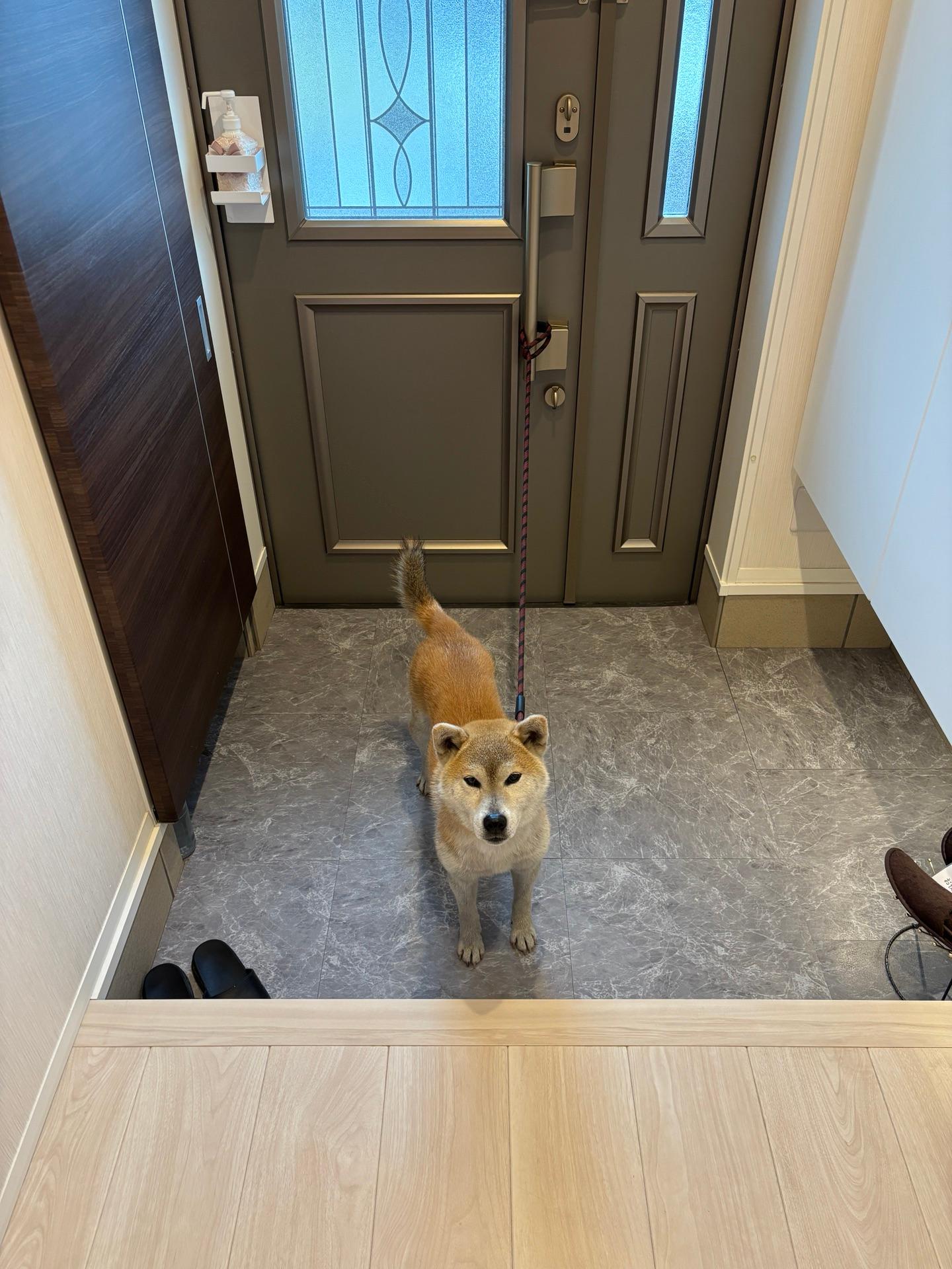 とりあえず犬の散歩は済ませた