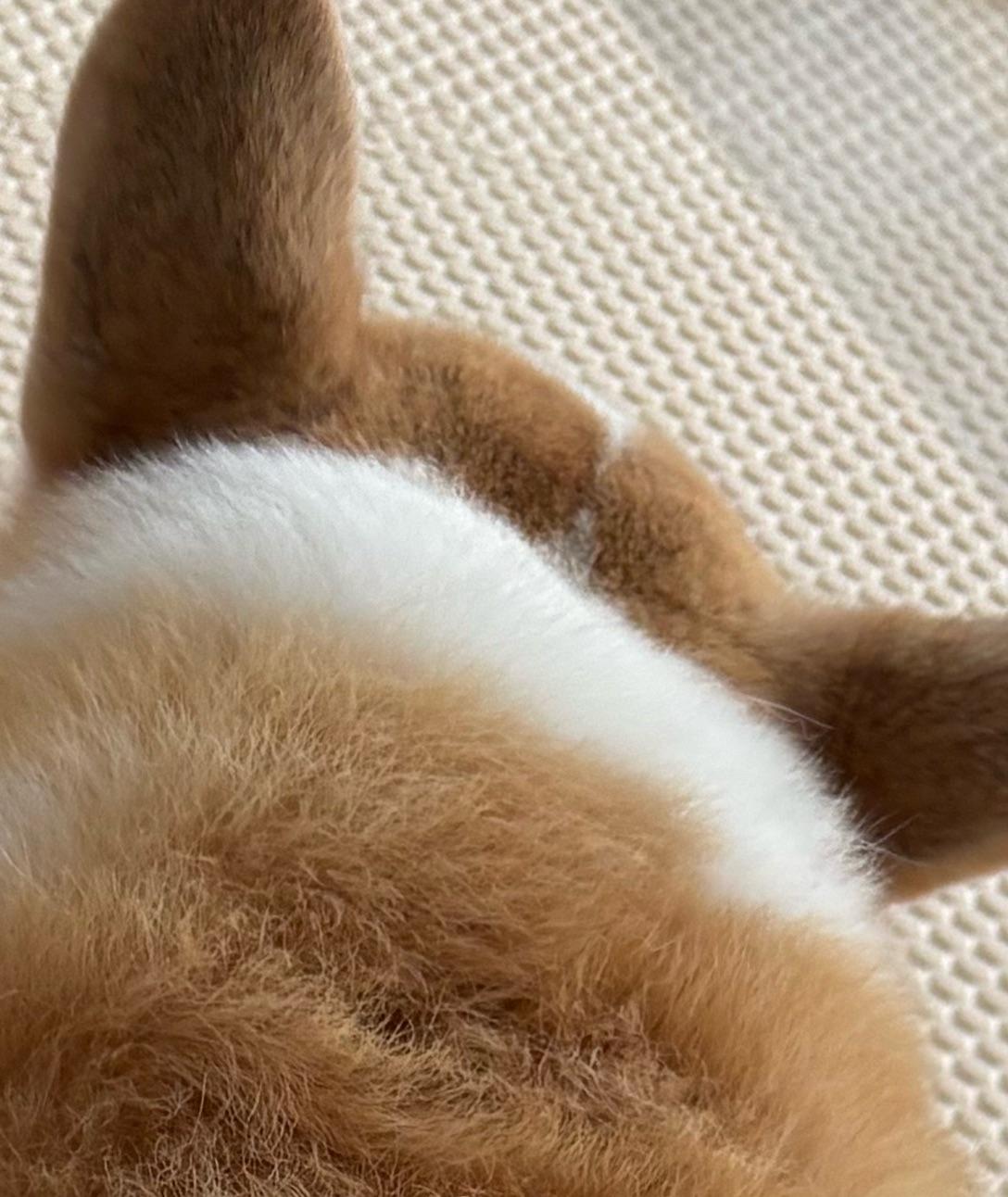 濡れるのが嫌いなうちのワンコは昨日から散歩に行けません😢