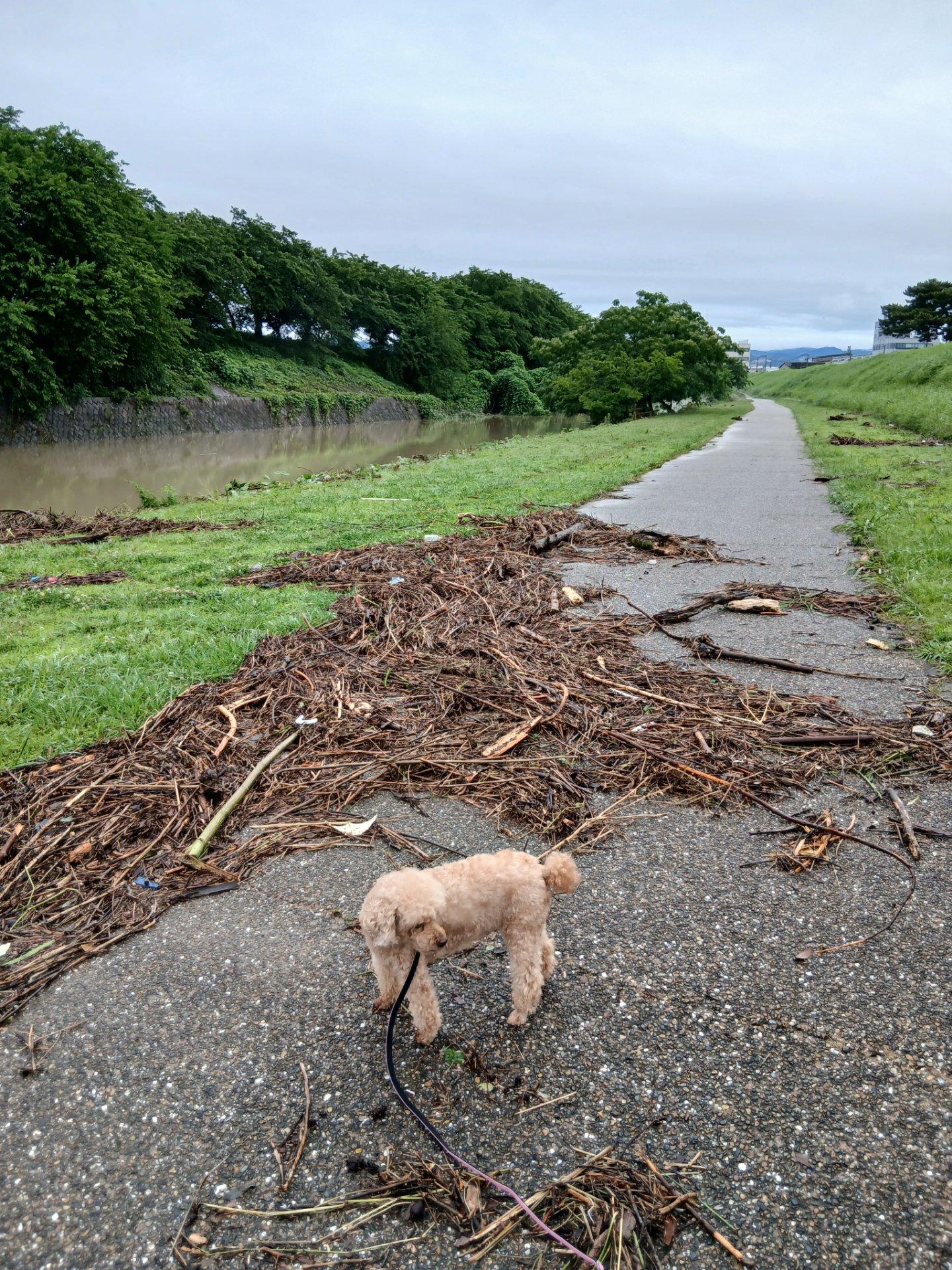 歩道まで水があがってます