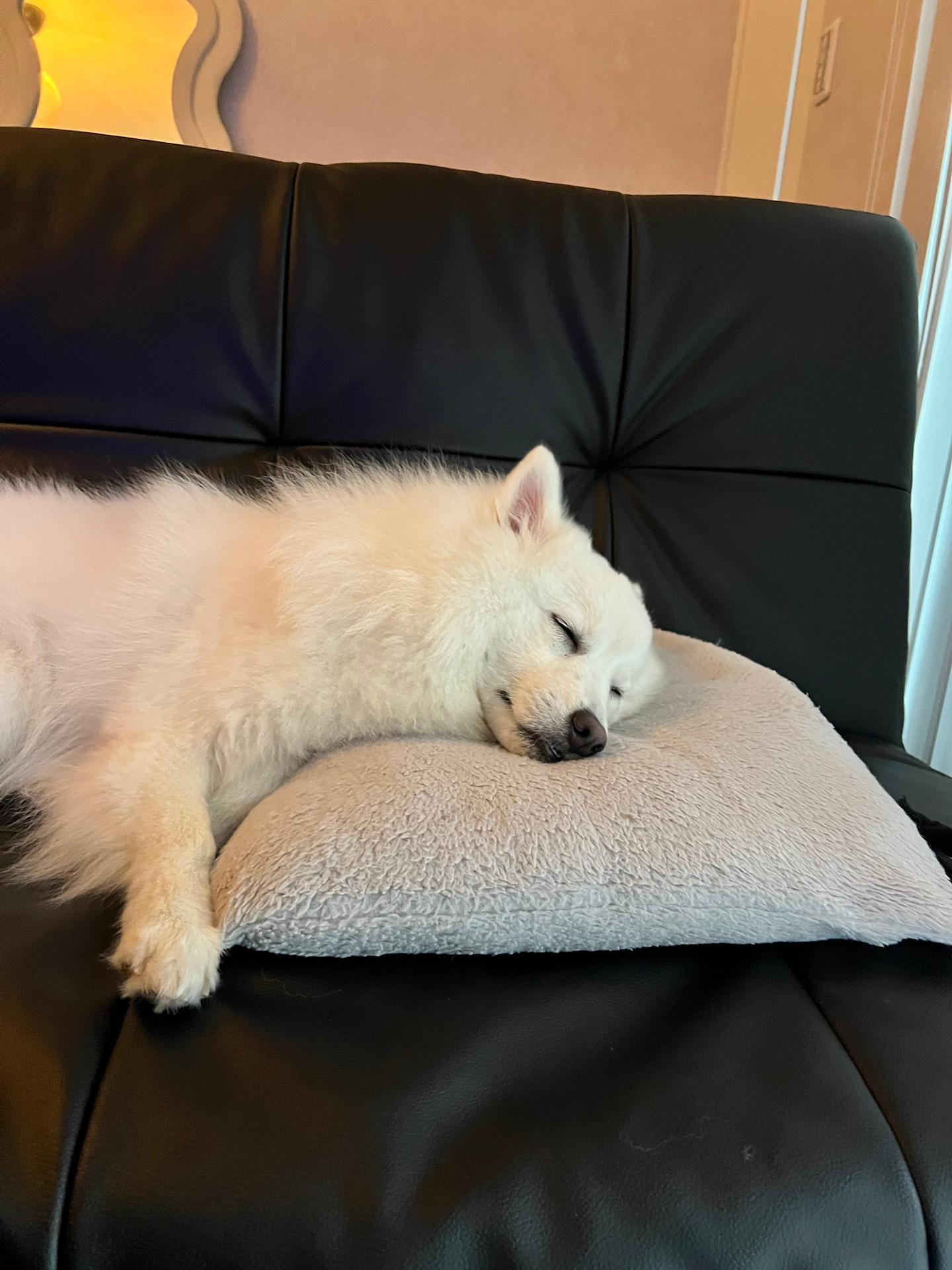 犬が50年生きますようにU^ェ^U