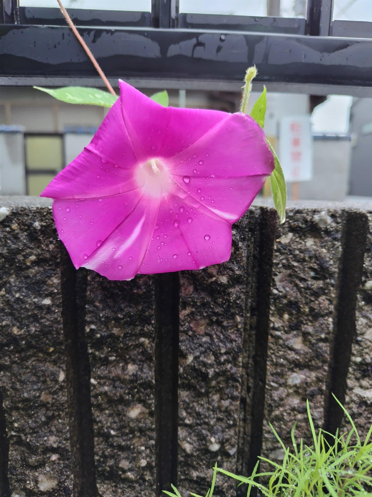 小雨の中、頑張って咲いてます