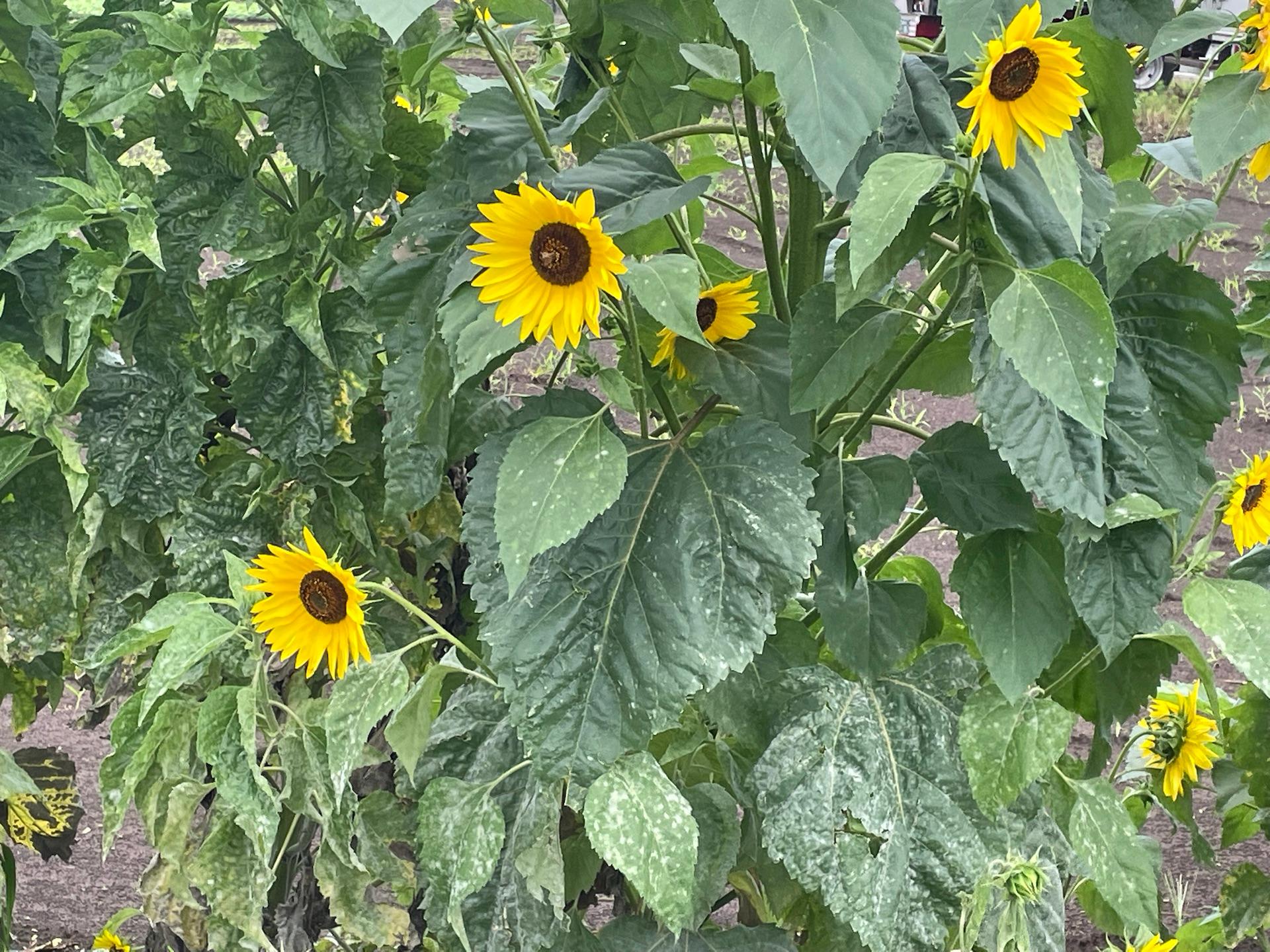 🌻見つけた！！