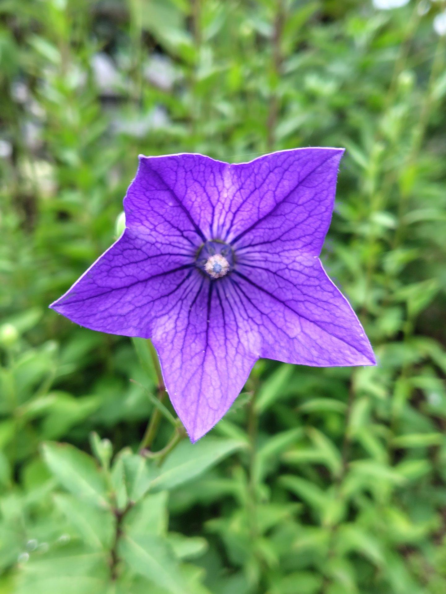 涼しげな桔梗💜