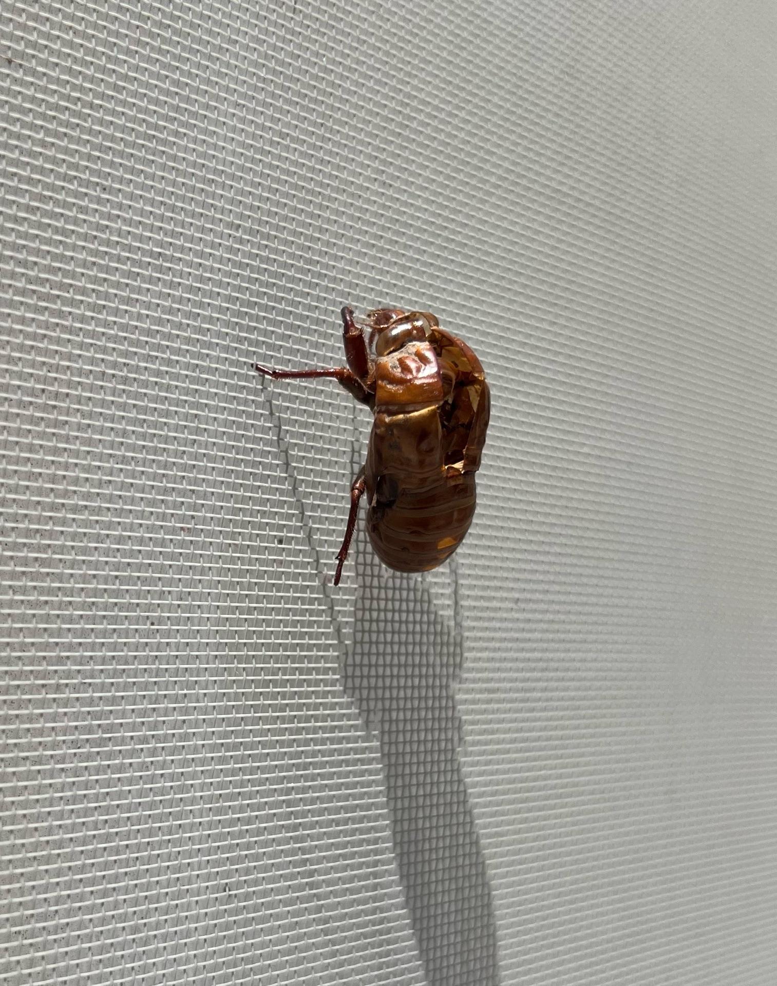 可愛いセミの抜け殻を発見🌱無さに大人になったのかなと思うとほっこり😊セミさんから本格的な夏のバトンを貰った気分です☀️✨️