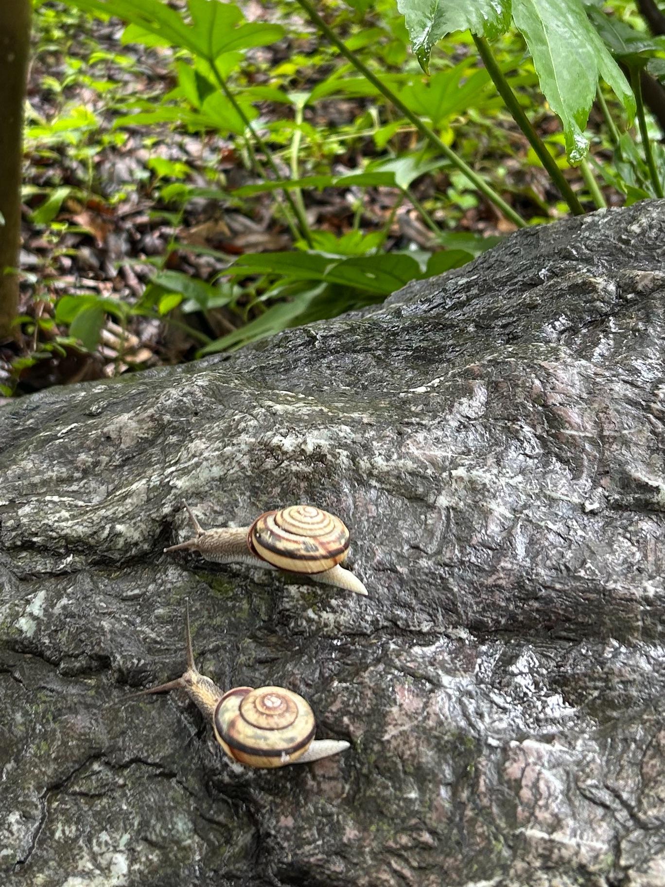 大きなカタツムリ🐌発見👀久々の遭遇に感動しました。