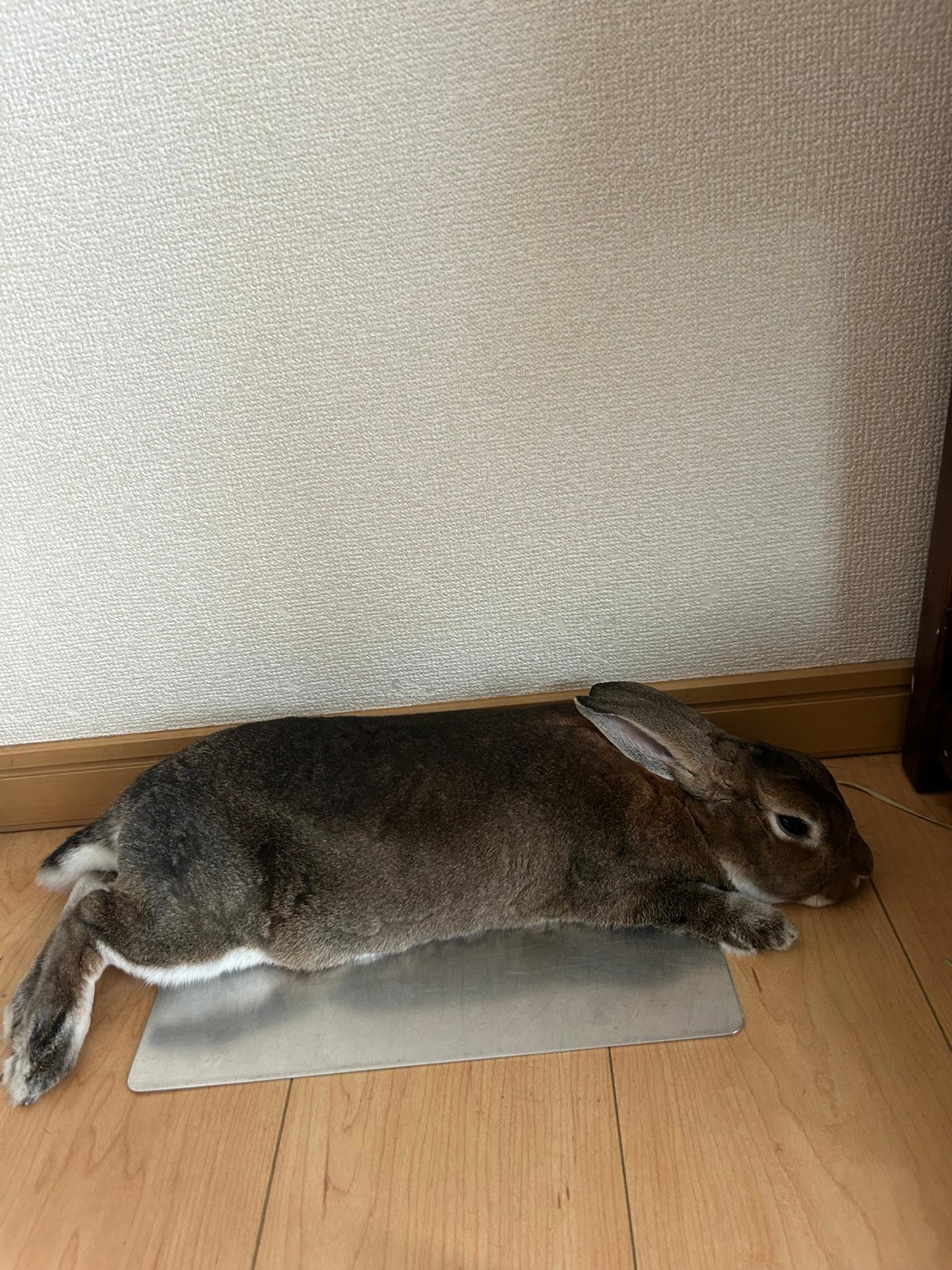 アチすぎるな、、、☀️　うちのウサギもグデーンってなってる...クーラーだなぁ(動物いる人ならきっとわかってくれるはず)