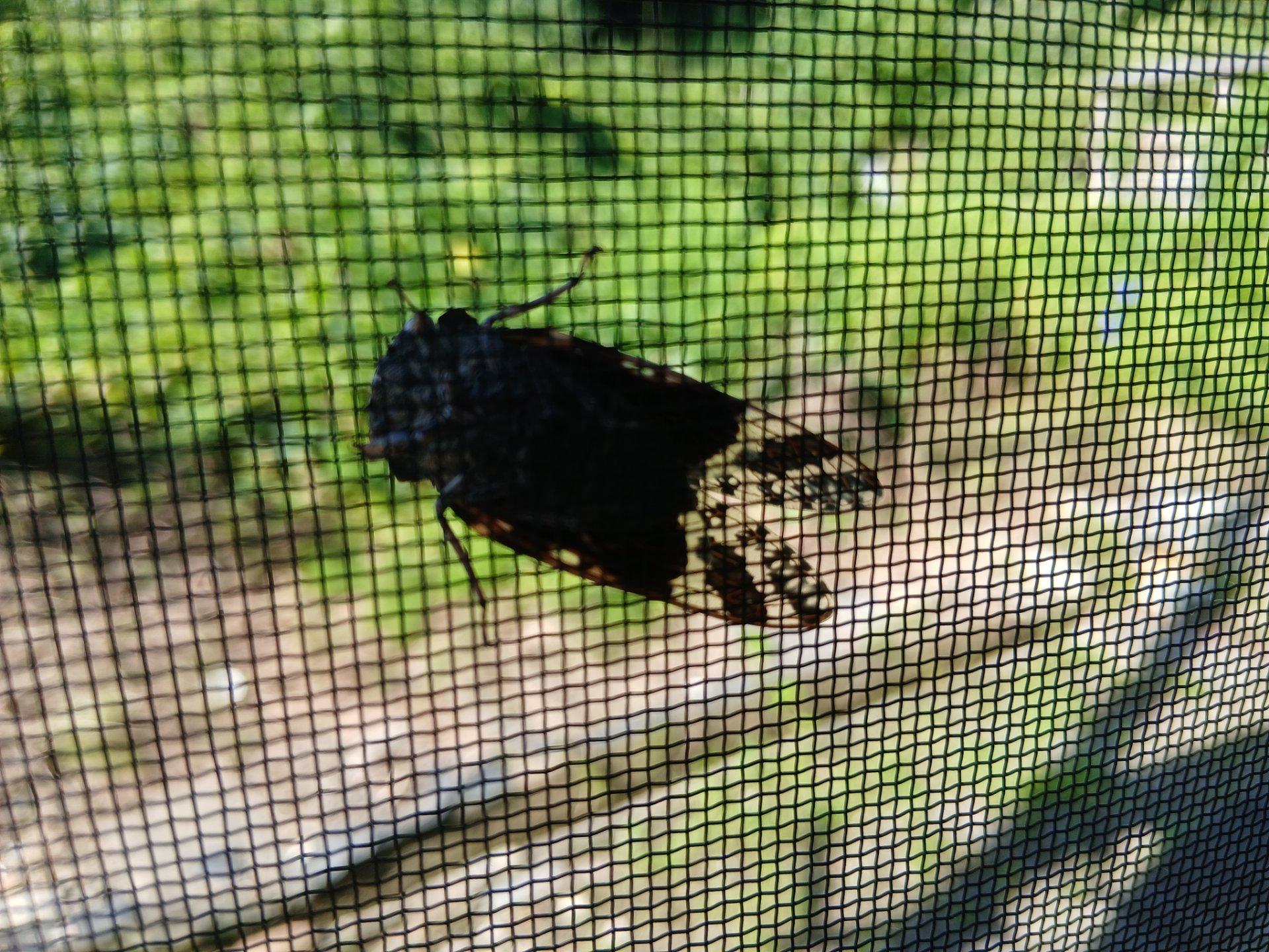 今朝です。