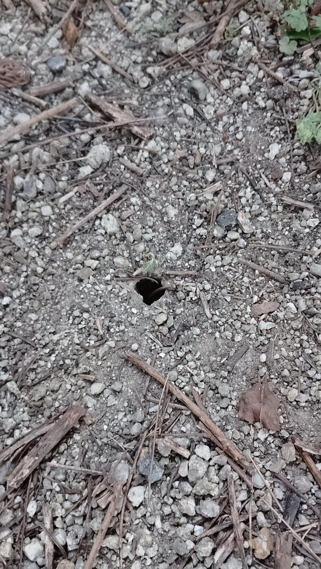 セミが出てきた穴