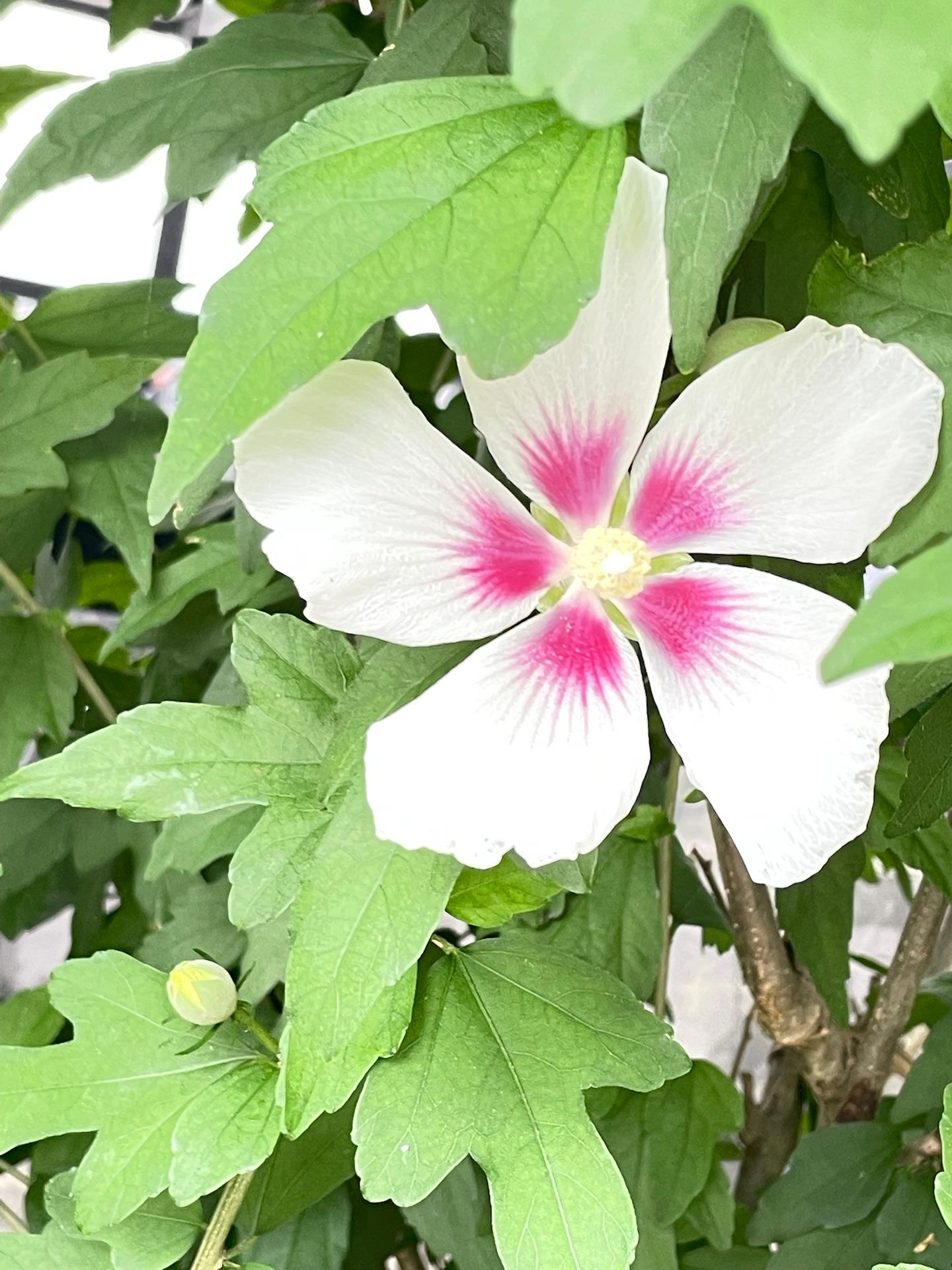 ＜夏＞草花「ムクゲの花が咲いていました」
